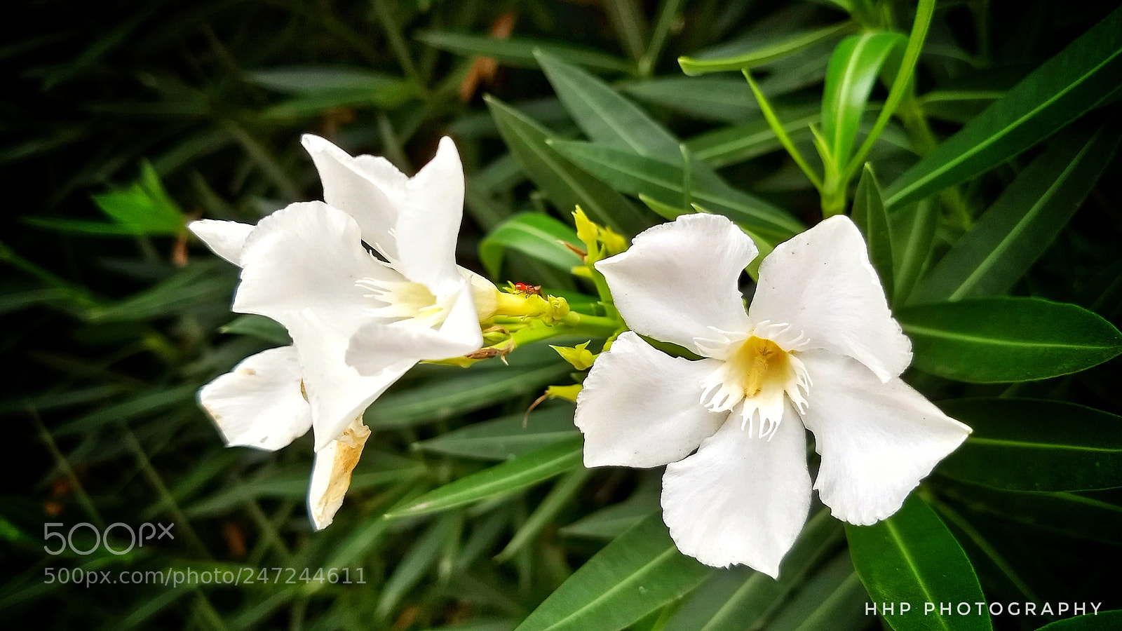 Motorola Moto G (5) Plus sample photo. White flowers photography