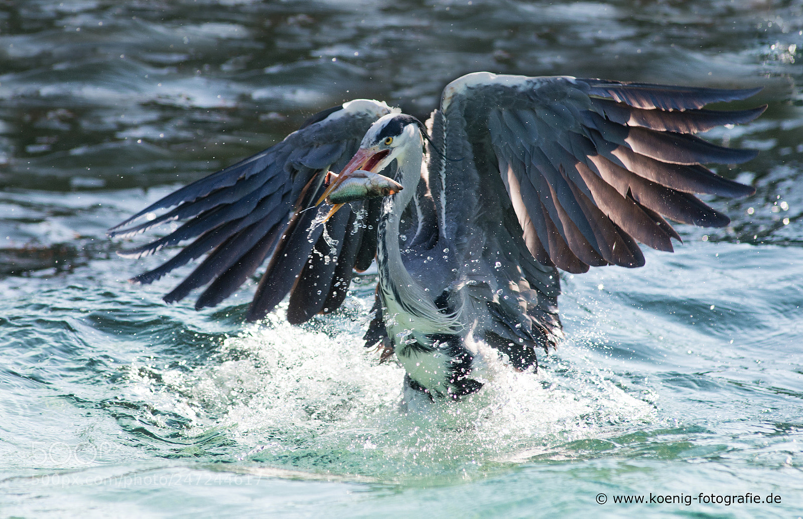 Nikon D800 sample photo. Grey heron fishing photography