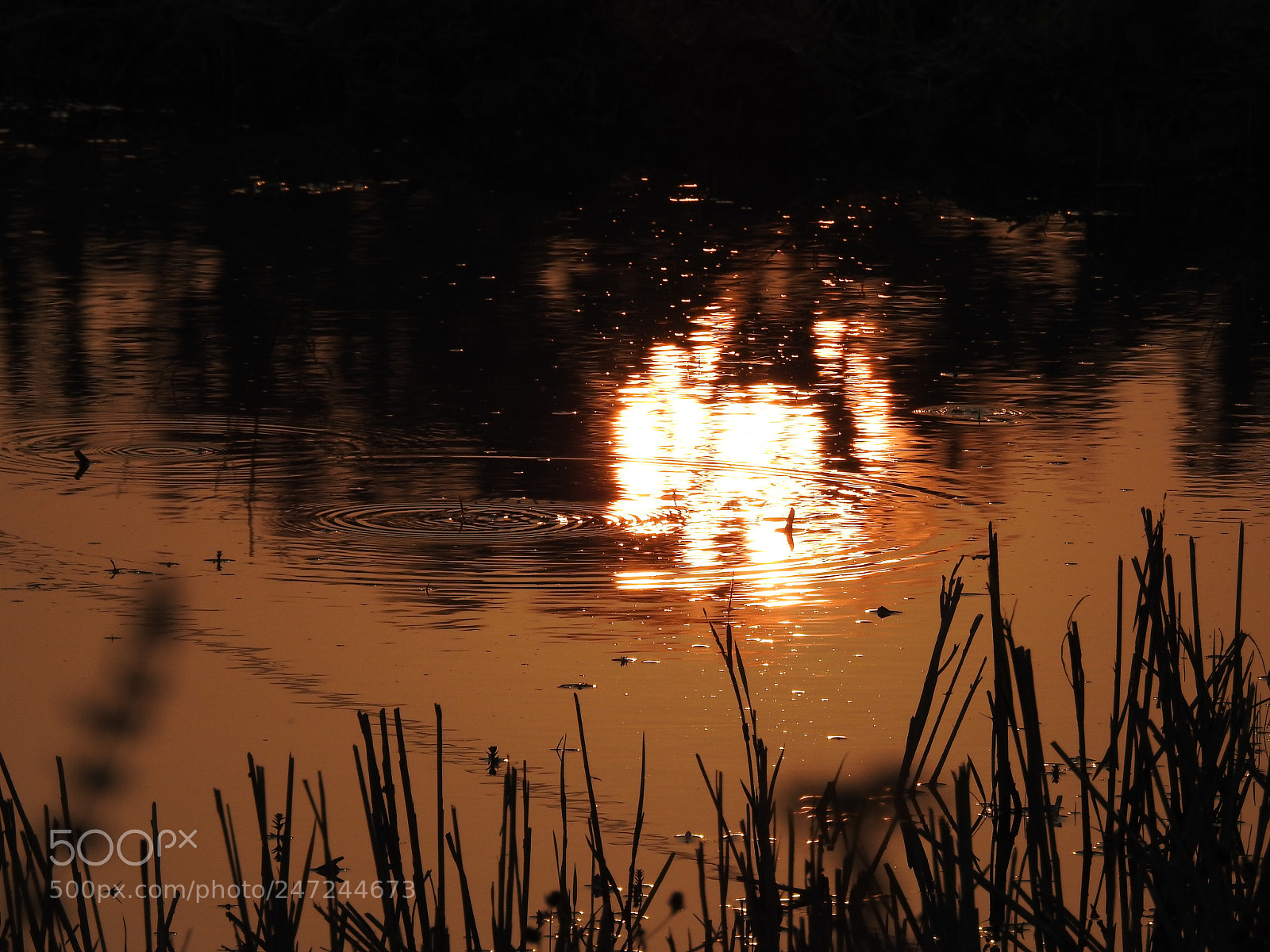 Nikon Coolpix P900 sample photo. Sunset reflecting water photography