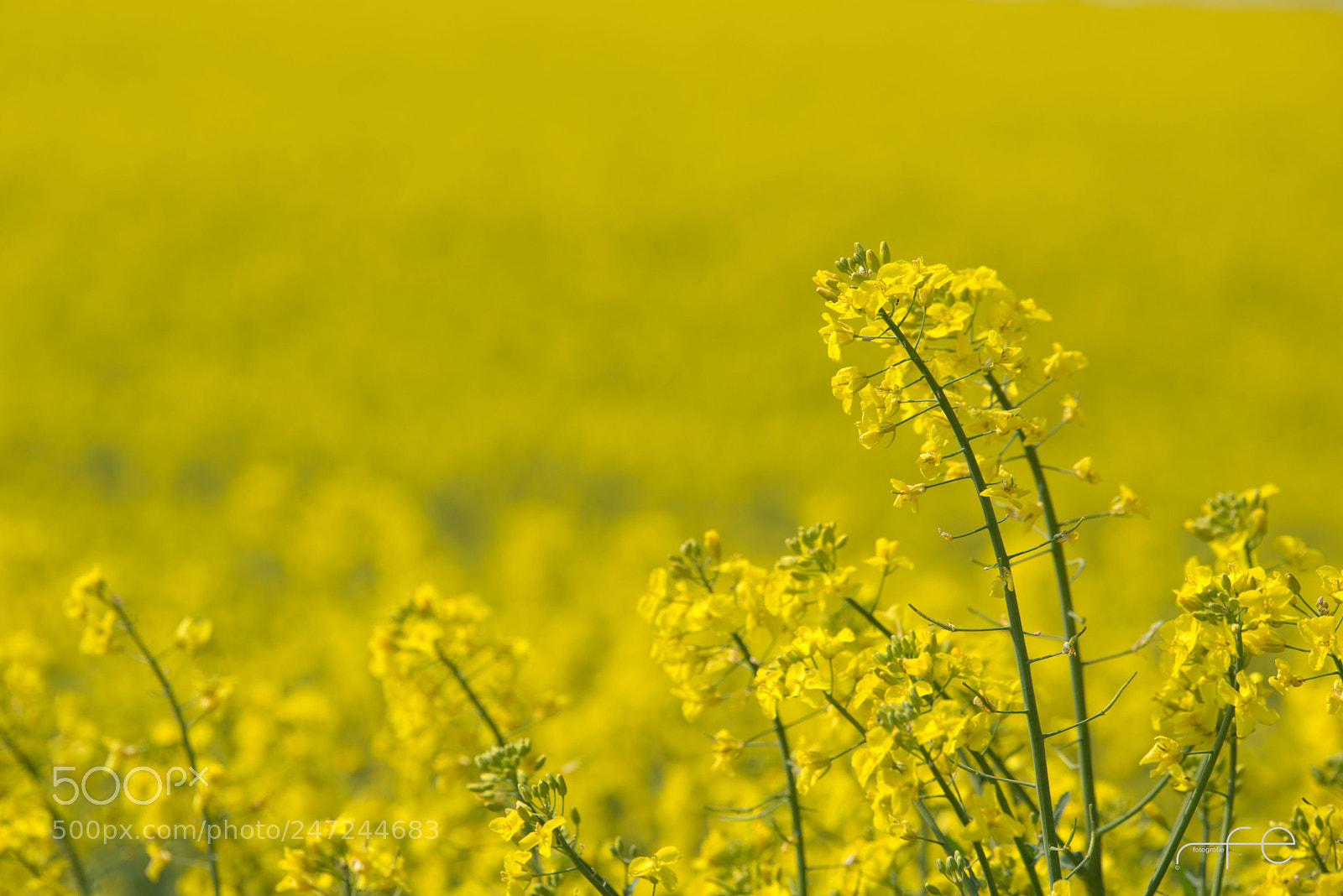 Nikon D800 sample photo. Yellow photography