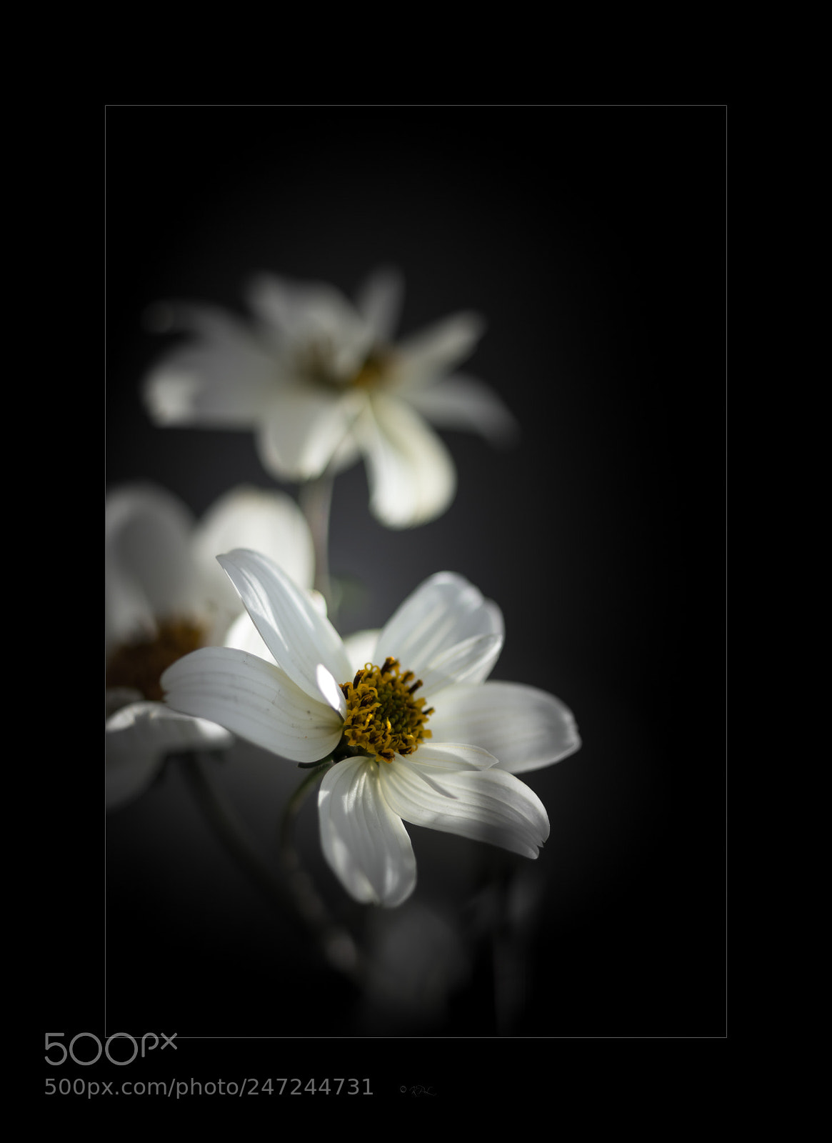 Sony SLT-A77 sample photo. A touch of drama photography