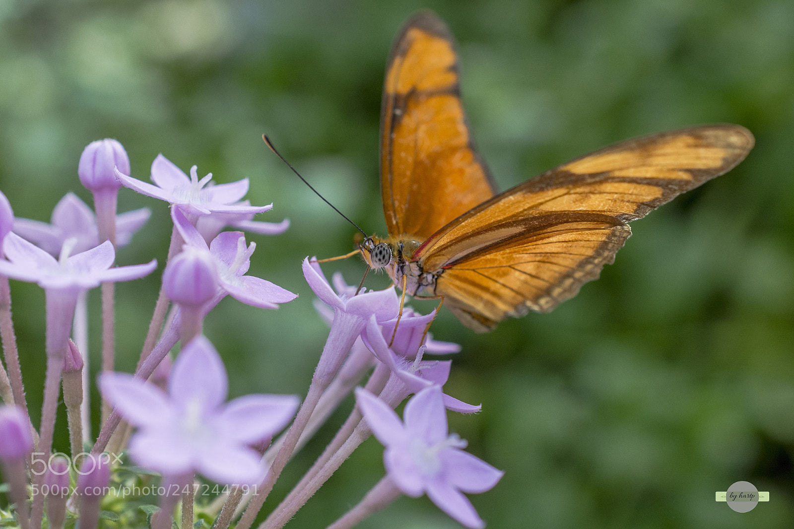 Nikon D7200 sample photo. Sammler photography