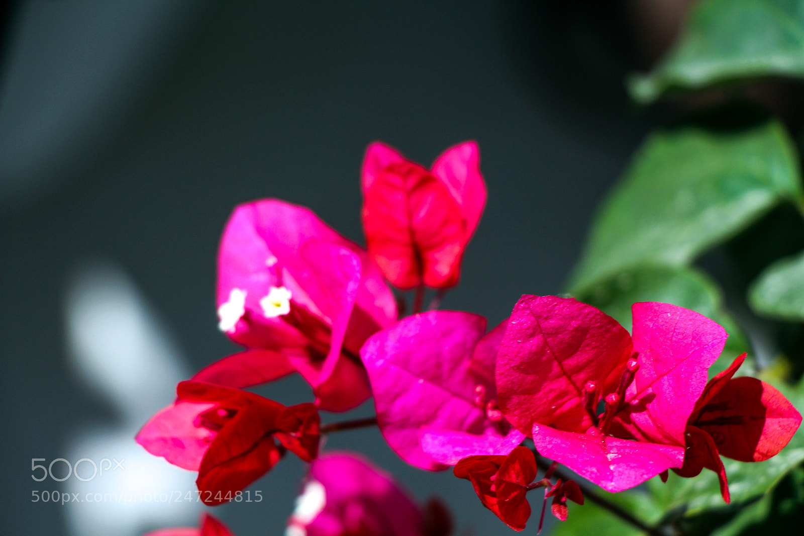 Canon EOS 700D (EOS Rebel T5i / EOS Kiss X7i) sample photo. Tenados photography