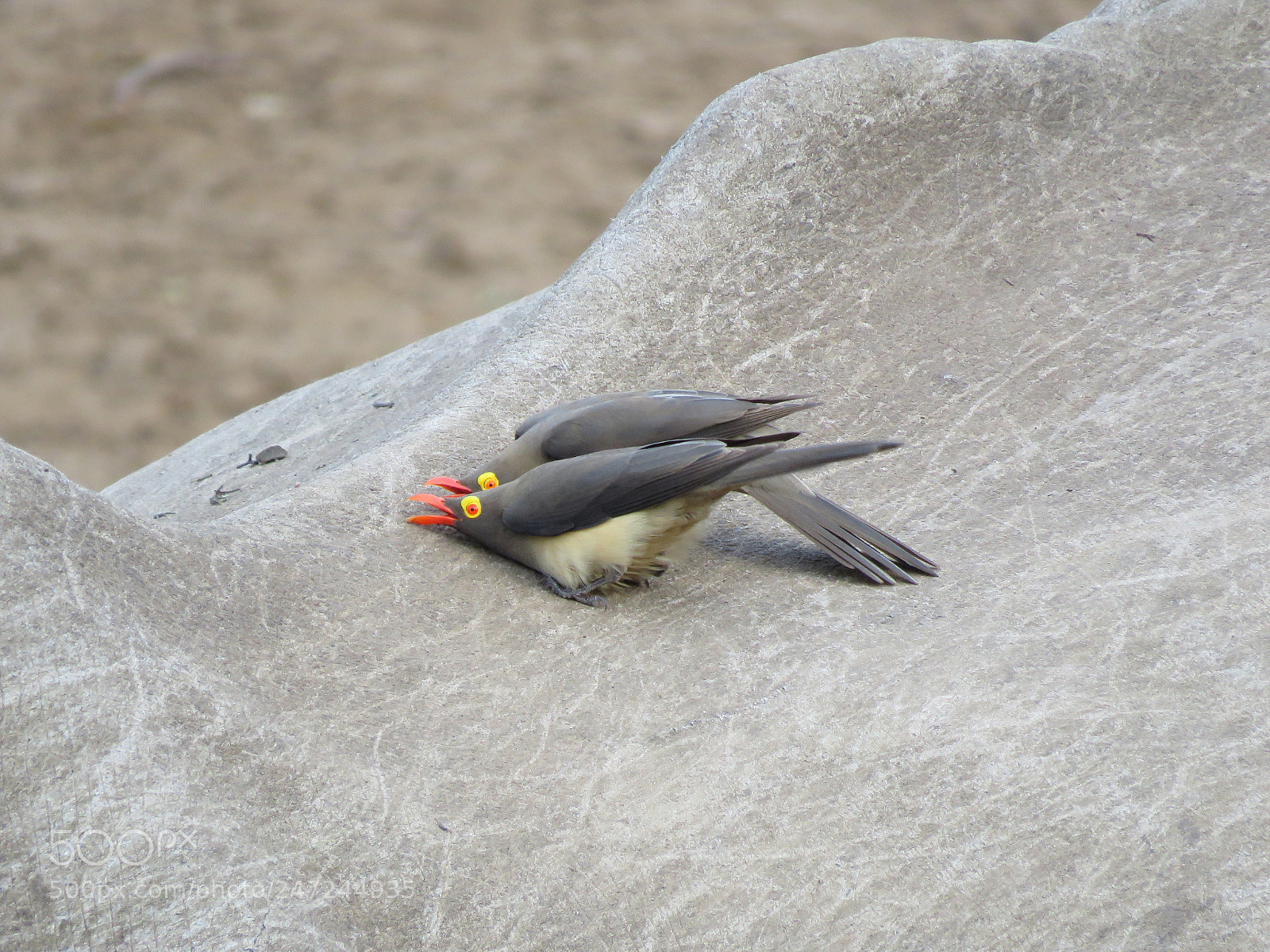Canon PowerShot SX60 HS sample photo. Mating dance of the photography