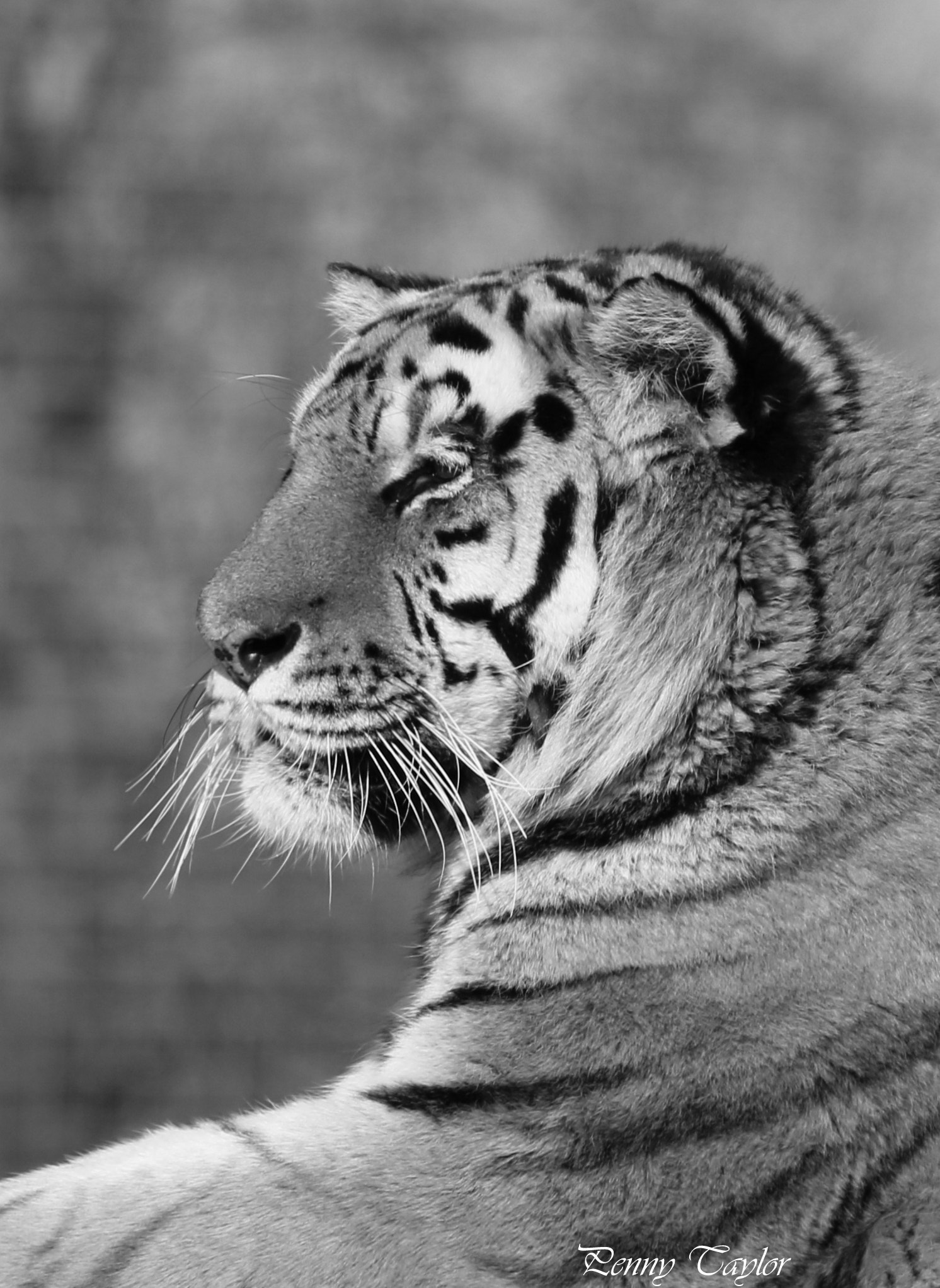 Canon EF 70-300 F4-5.6 IS II USM sample photo. Tiger photography