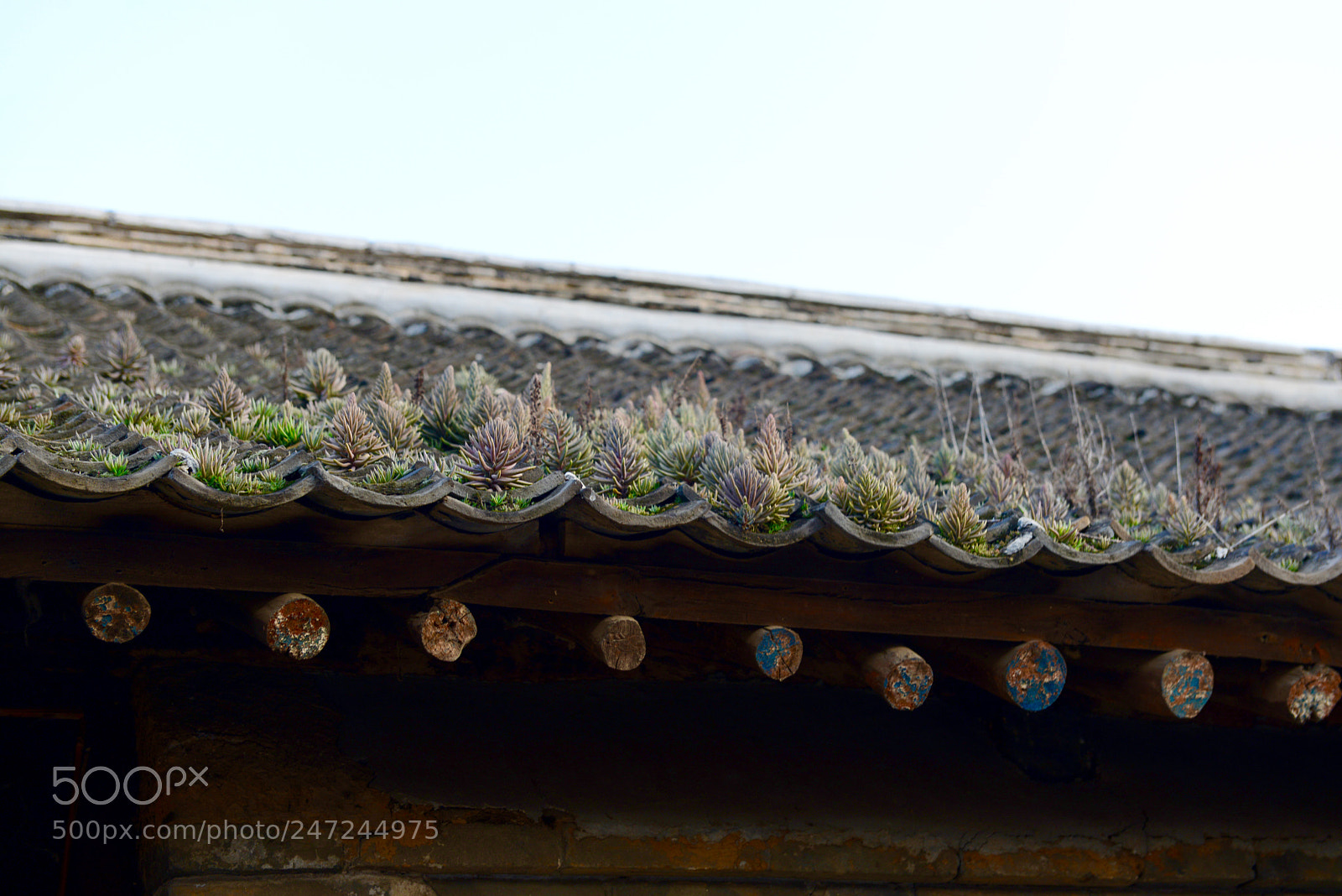 Nikon D800 sample photo. Life photography