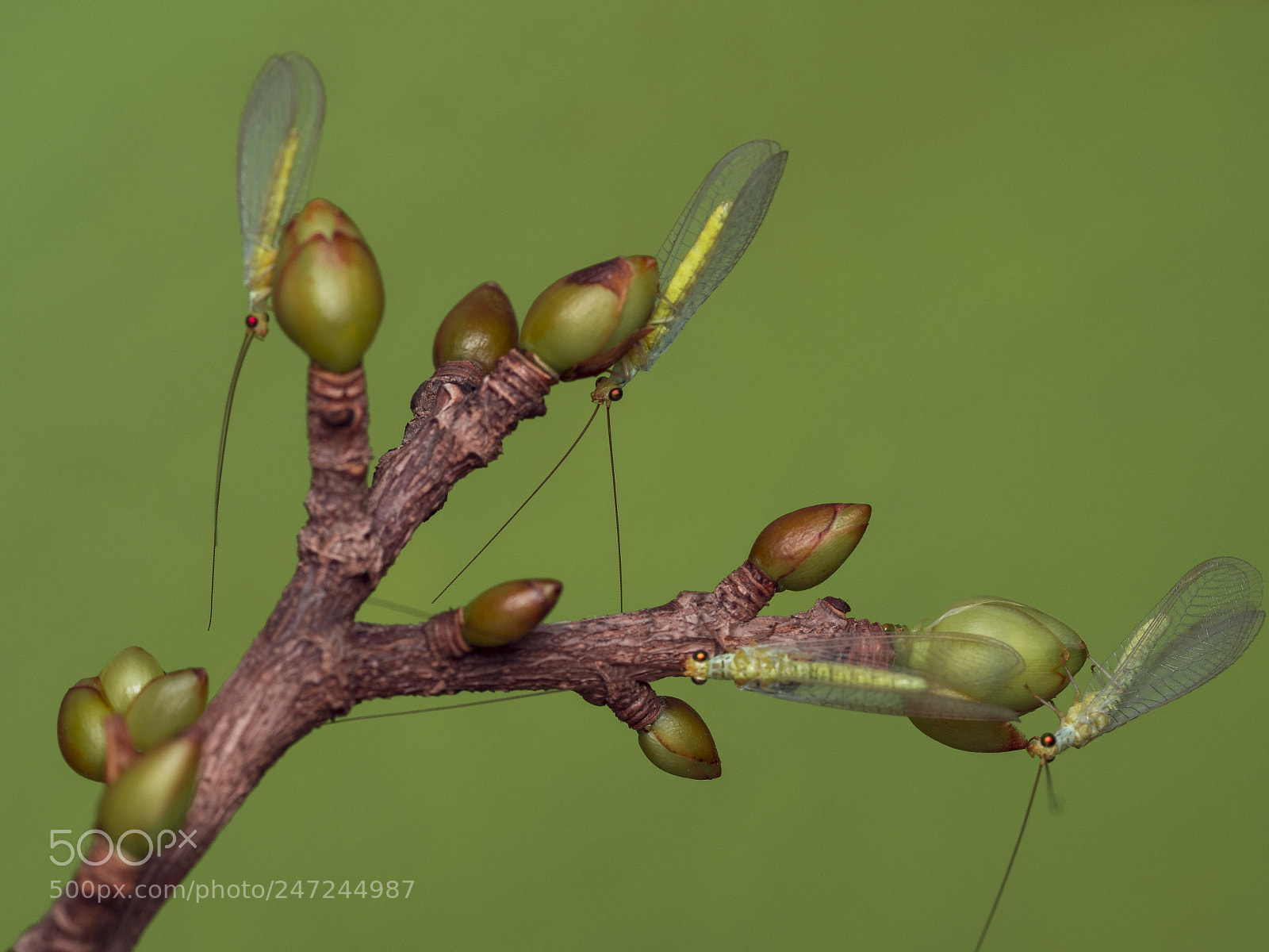 Olympus PEN-F sample photo. Green lacewing fly photography