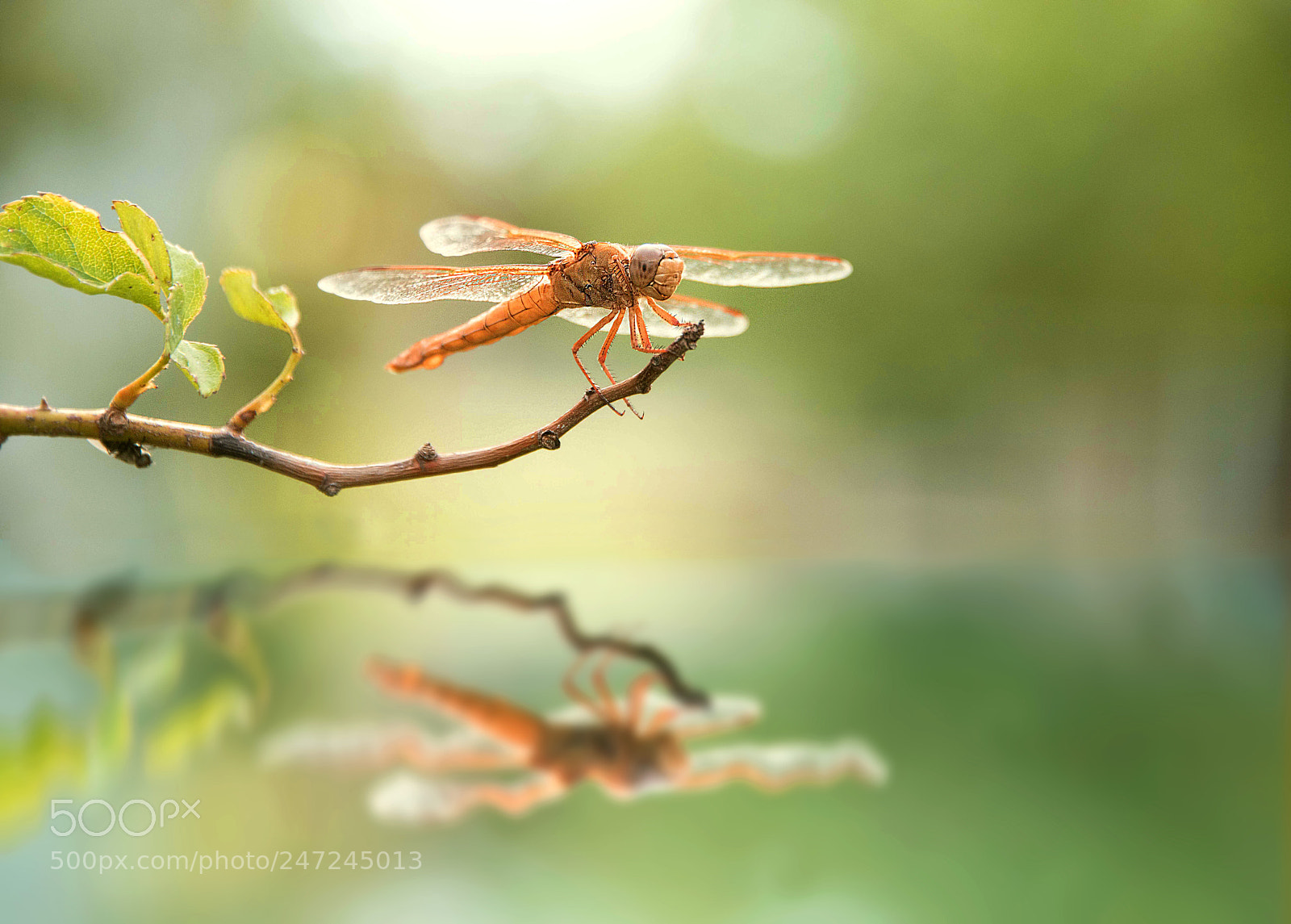 Nikon D810 sample photo. Dragon cheese photography