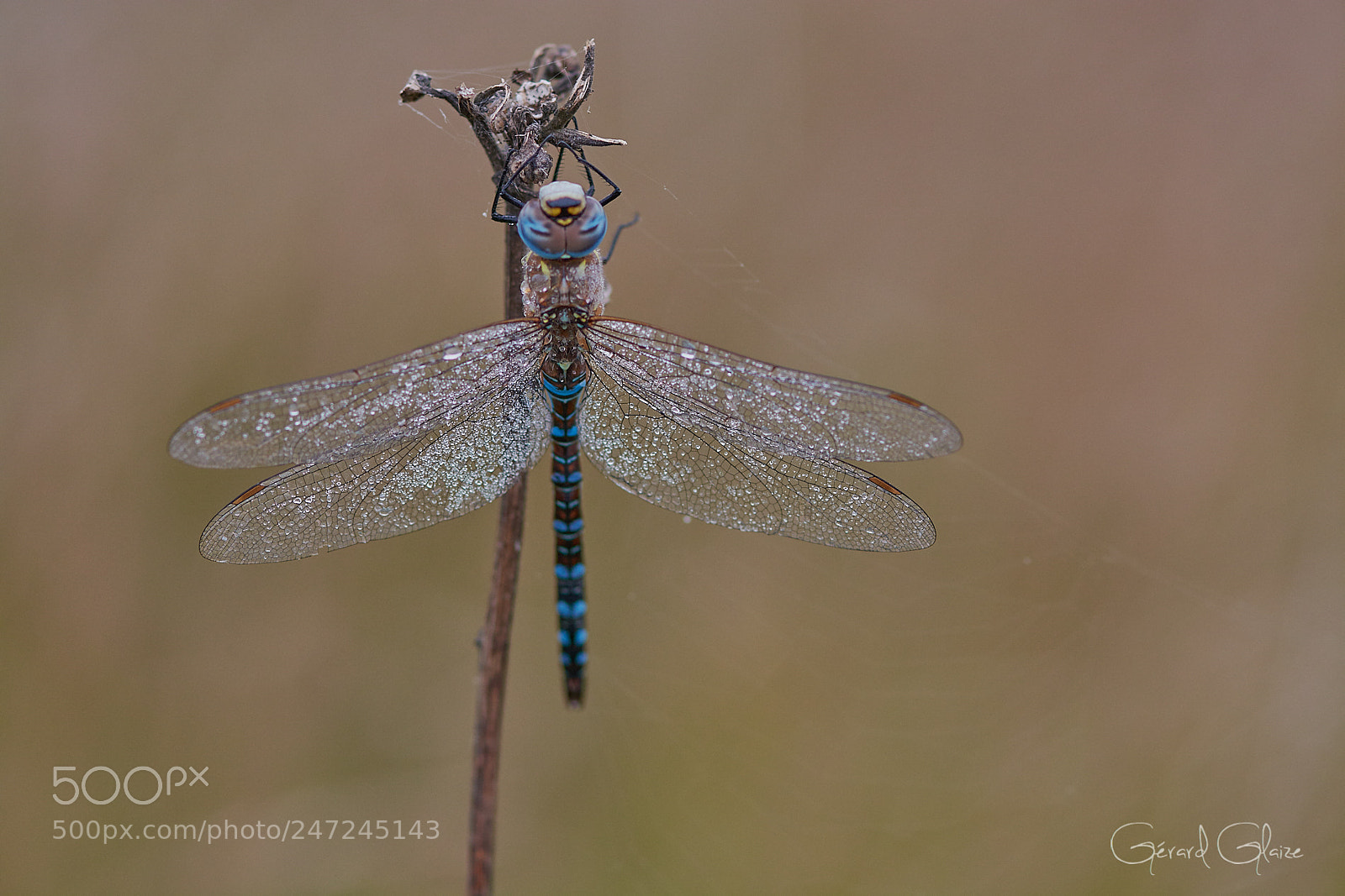 Nikon D7100 sample photo. Drogonfly photography