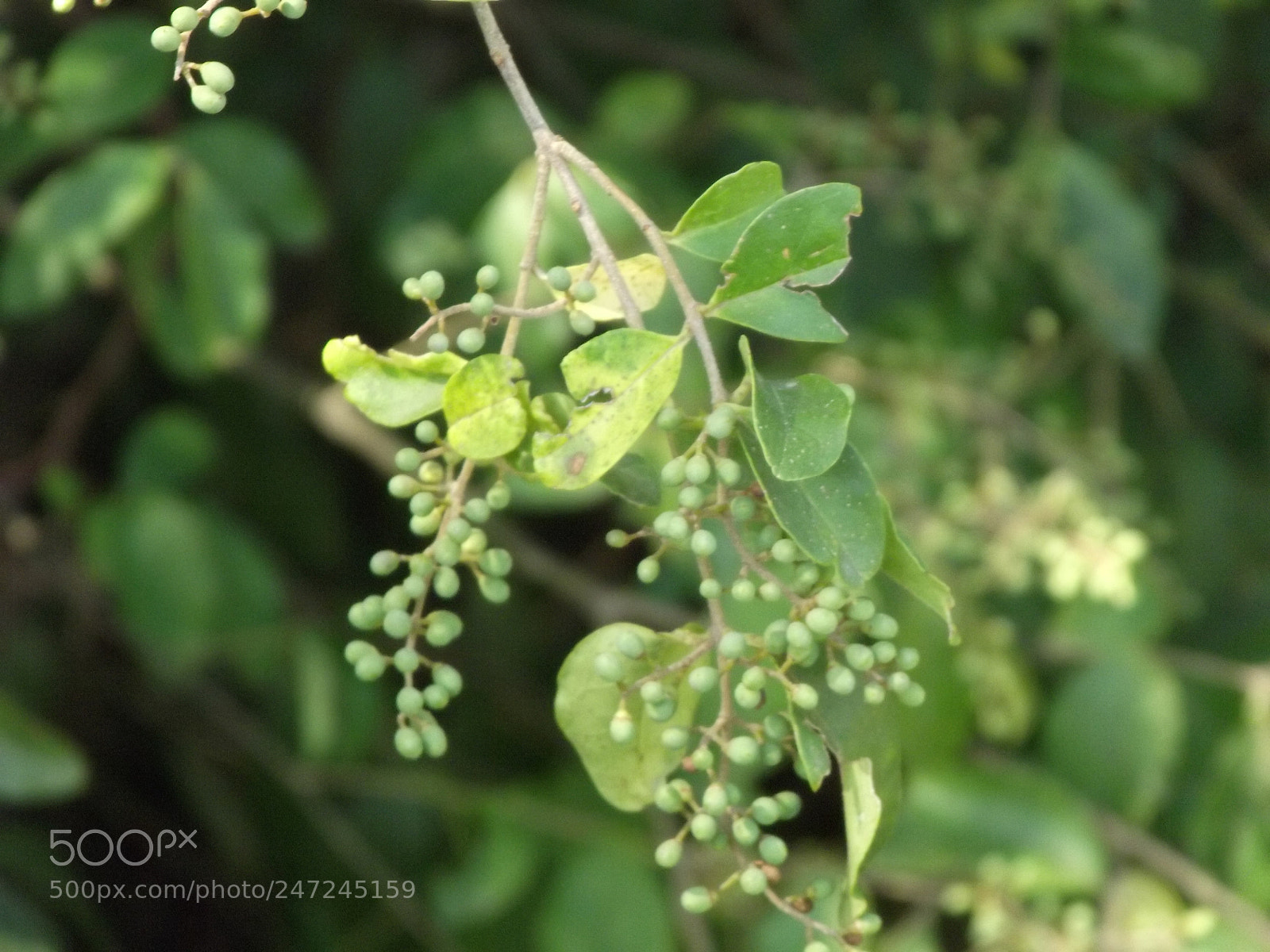 FujiFilm FinePix S2800HD (FinePix S2900HD) sample photo. Leaves photography