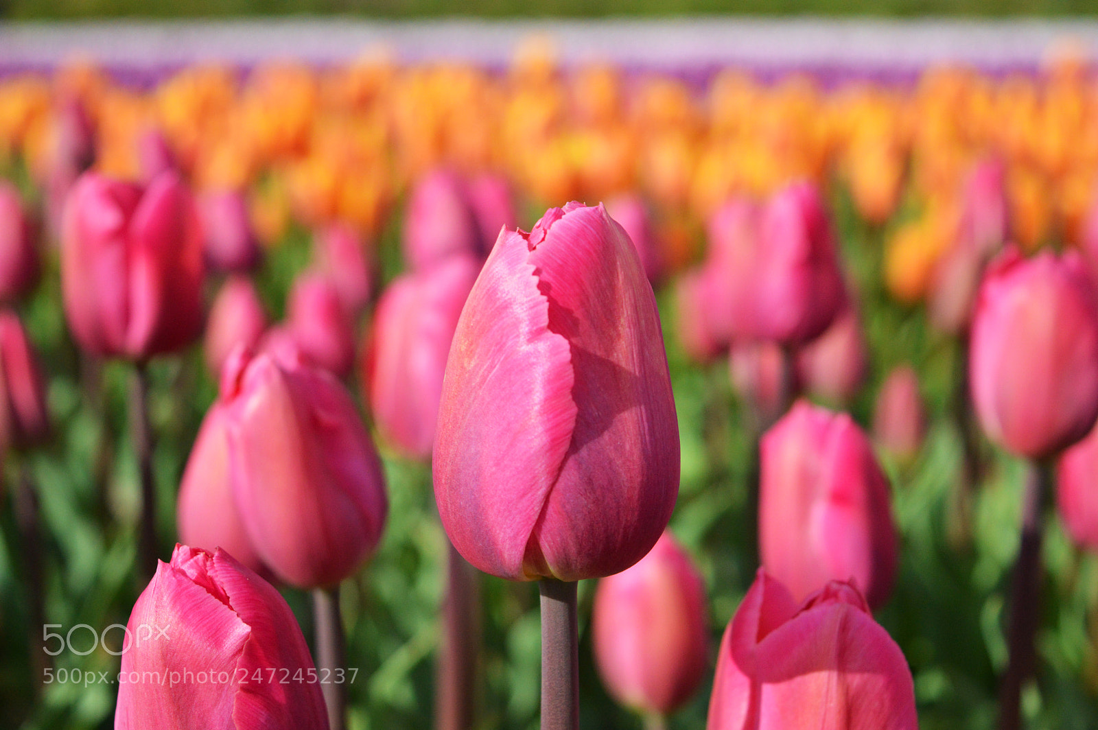 Nikon D3200 sample photo. Tulips photography