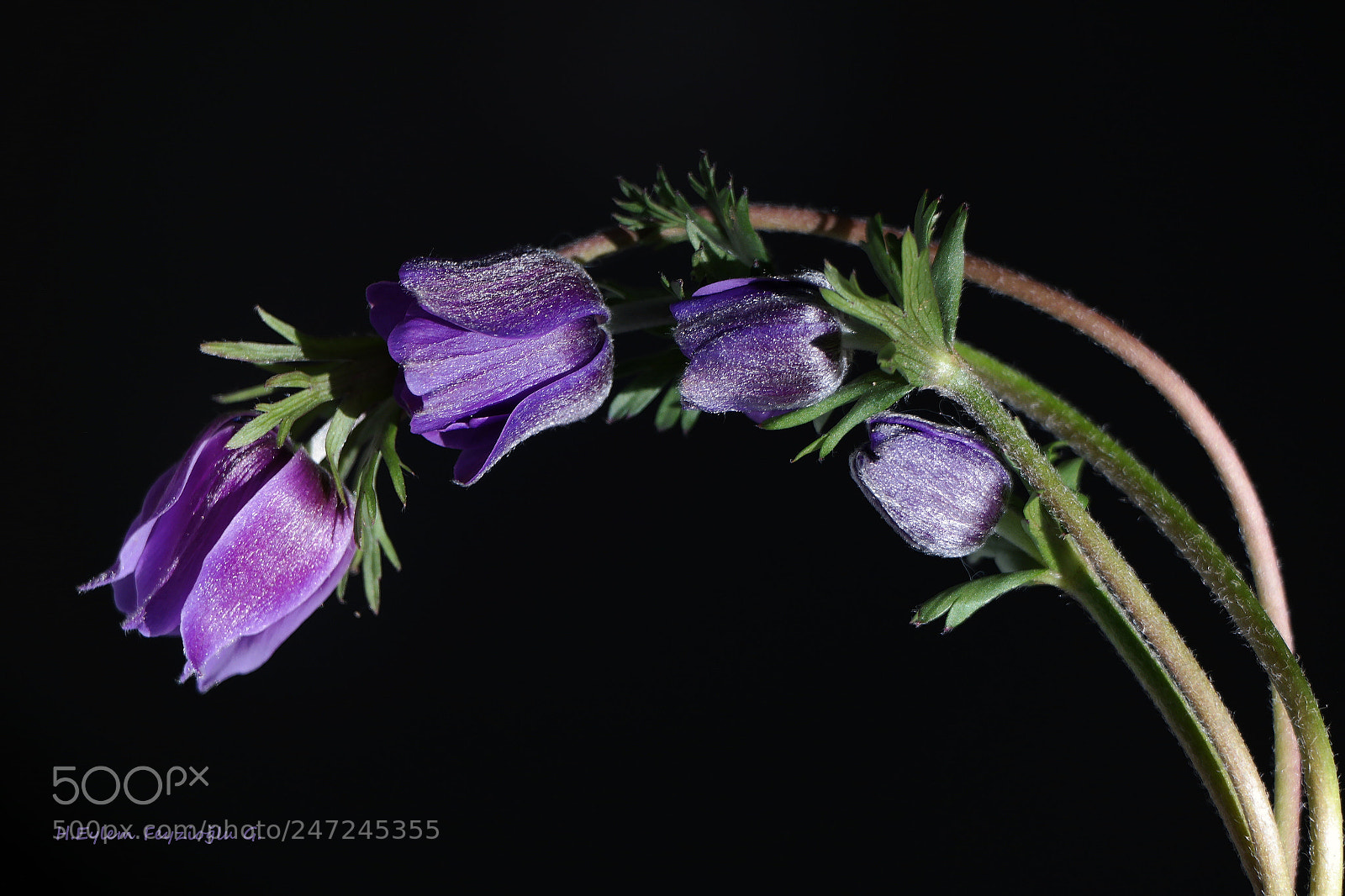 Samsung NX2000 sample photo. Anemones photography