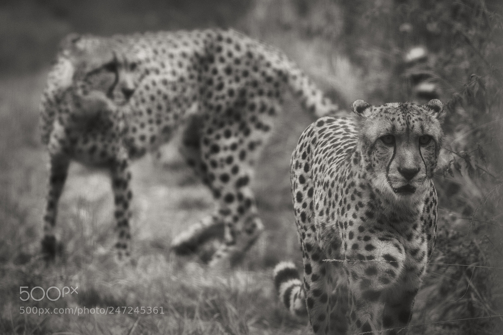 Canon EOS 7D sample photo. Jaguars photography