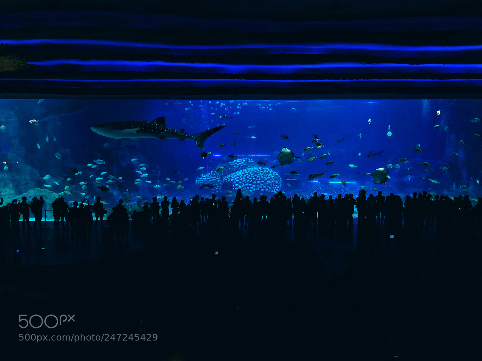 Apple iPhone 8 Plus sample photo. Aquarium photography