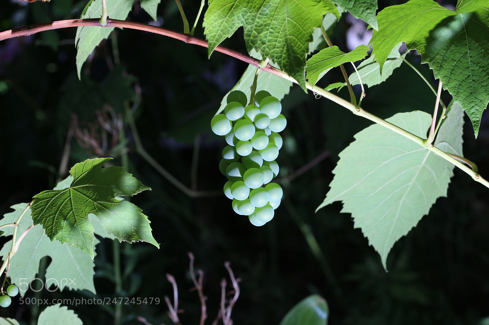 Canon EOS 100D (EOS Rebel SL1 / EOS Kiss X7) sample photo. Grapevine photography
