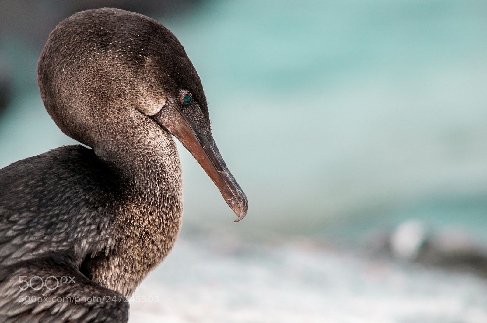 Nikon D300S sample photo. Flightless cormorant photography
