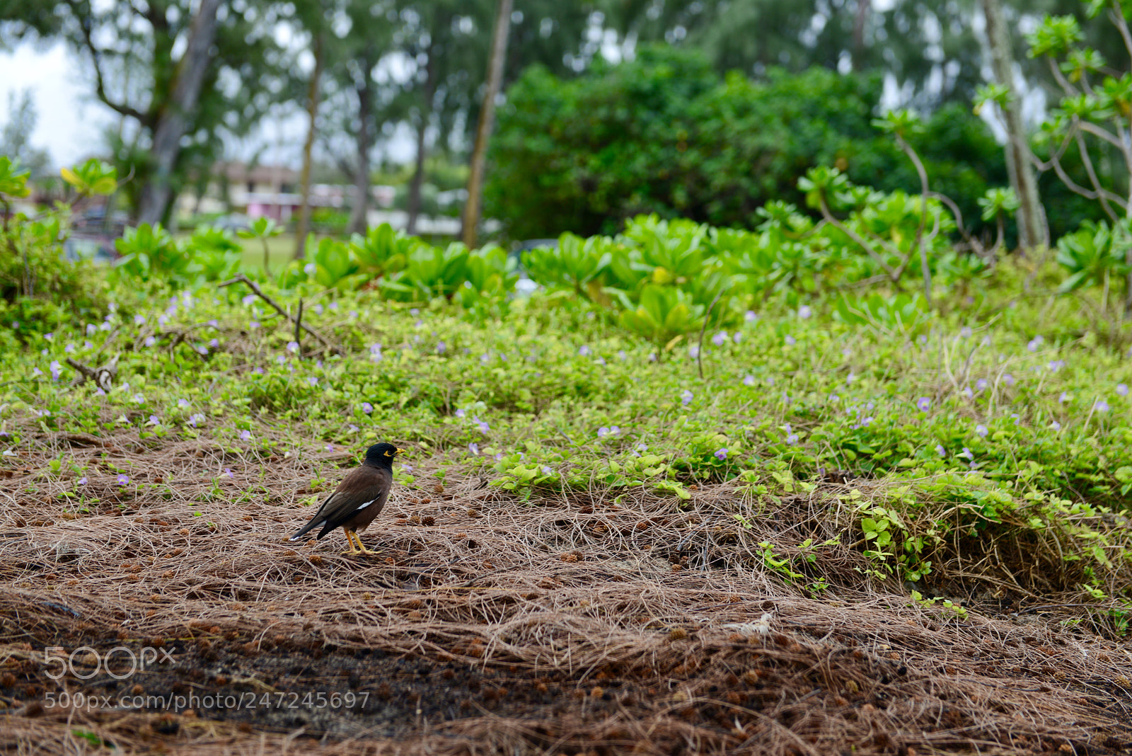 Nikon D800 sample photo. Bird photography
