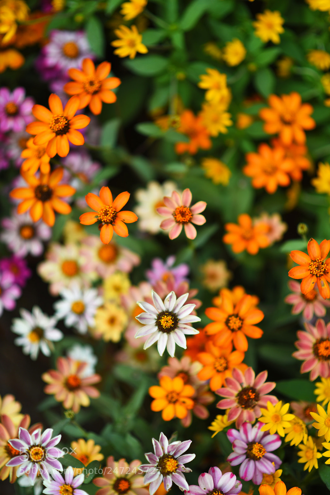 Nikon D810 sample photo. The special one photography