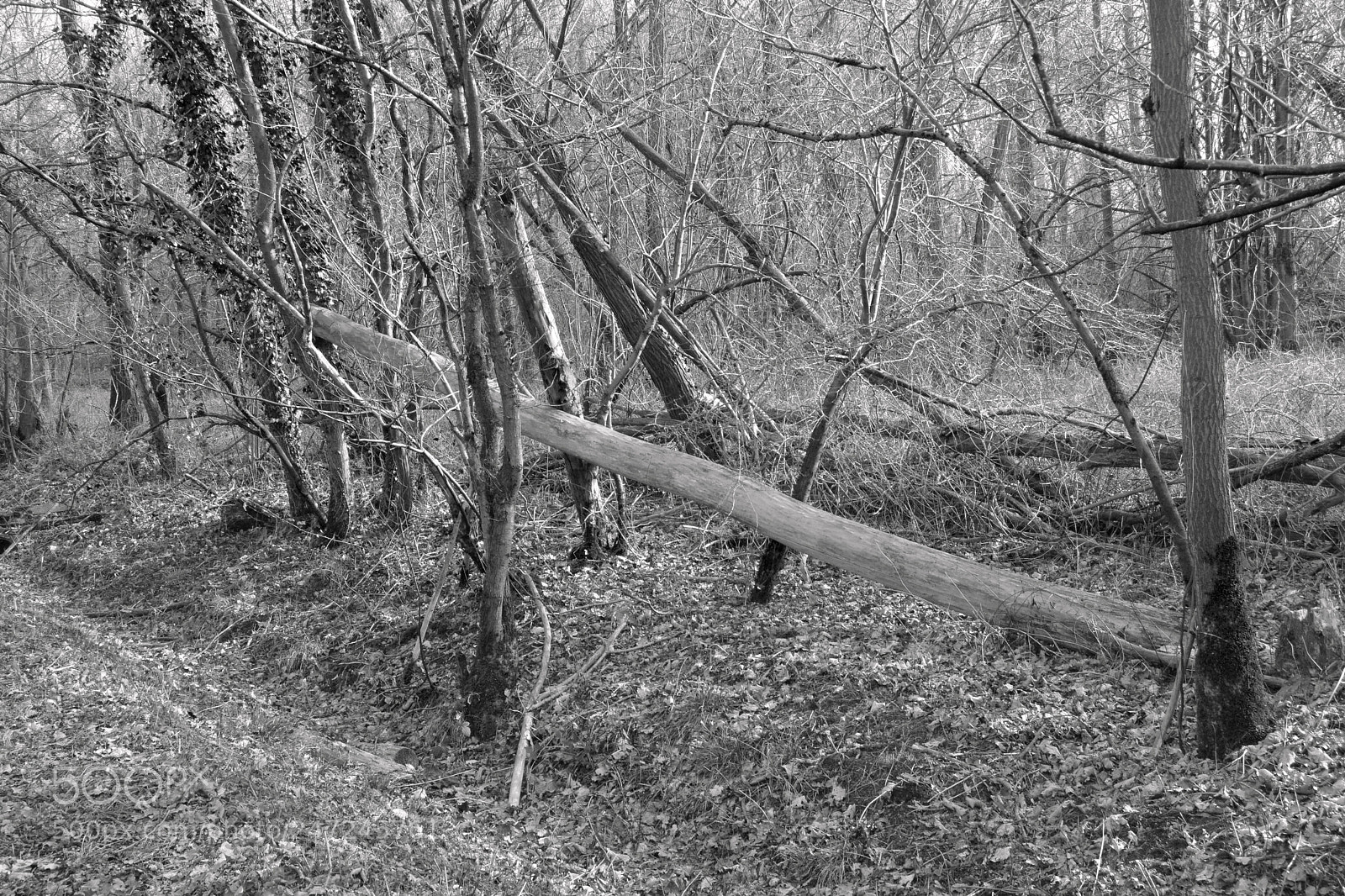 Nikon D7100 sample photo. Nature in hibernation photography