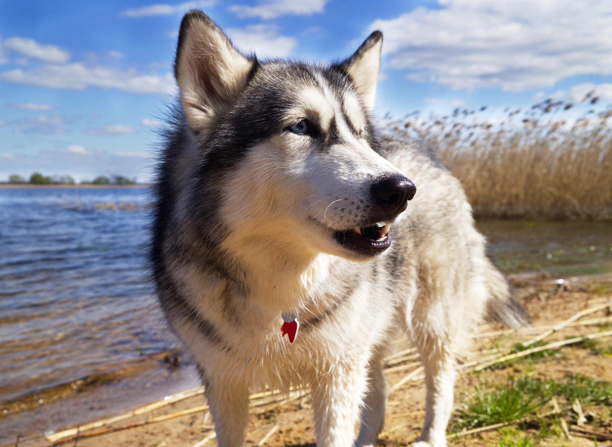 Olympus PEN E-PL2 sample photo. Husky photography