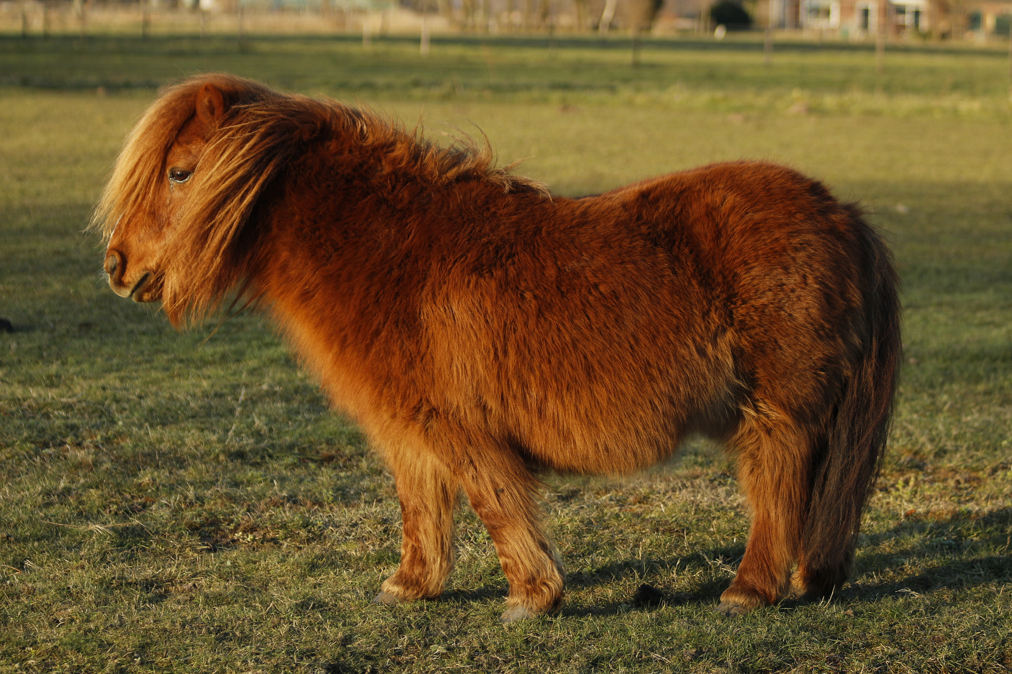 Canon EF 75-300mm F4.0-5.6 IS USM sample photo. Little pony photography