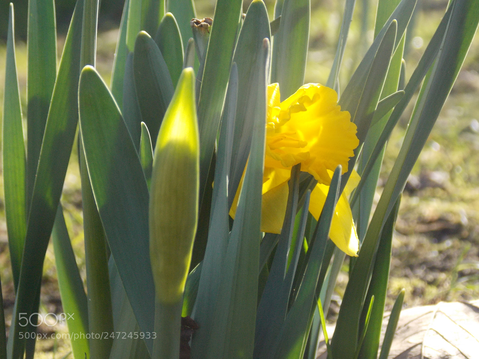 Nikon Coolpix L810 sample photo. Osterglocken photography