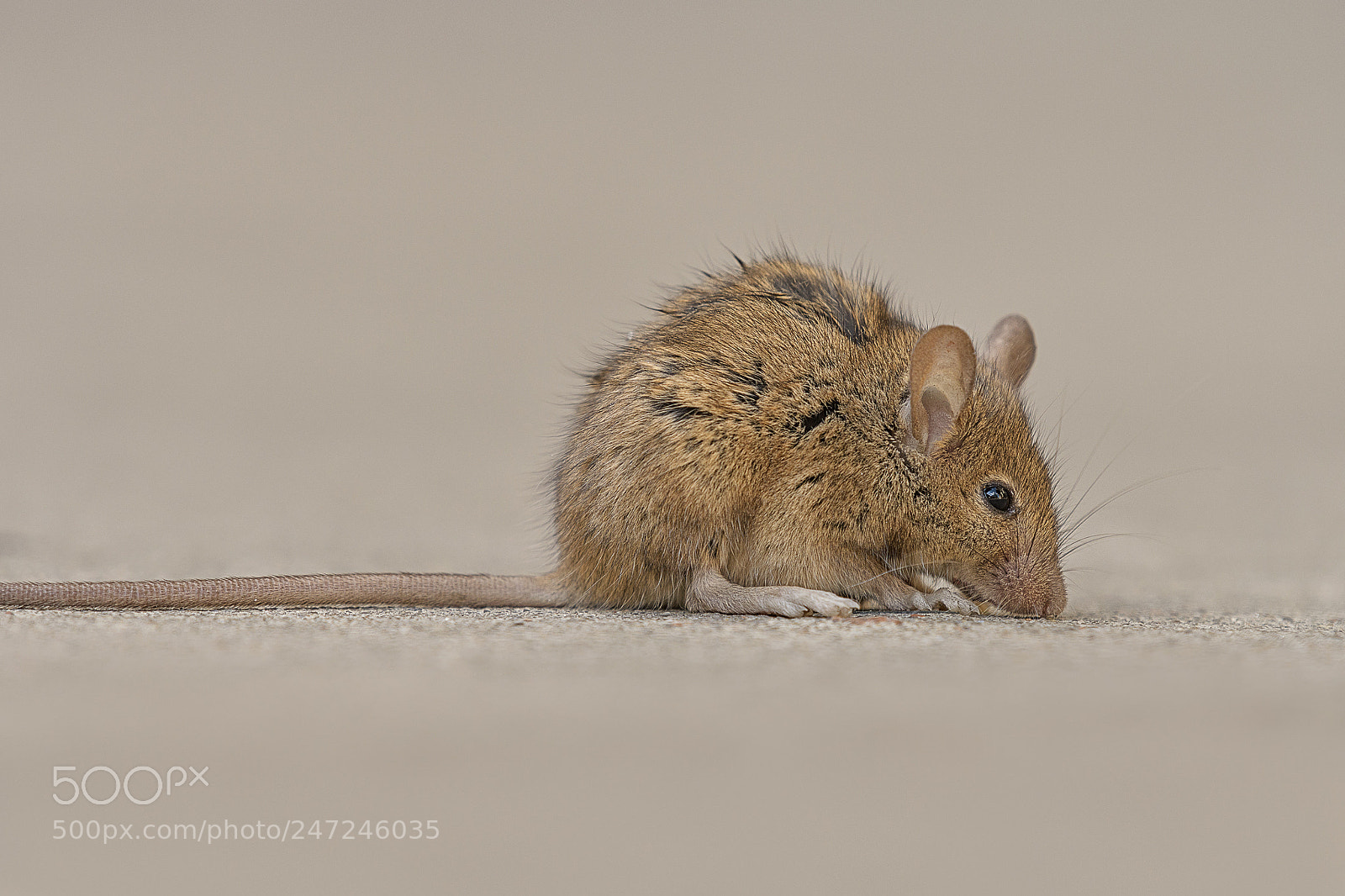 Nikon D500 sample photo. Nyc brown rat photography