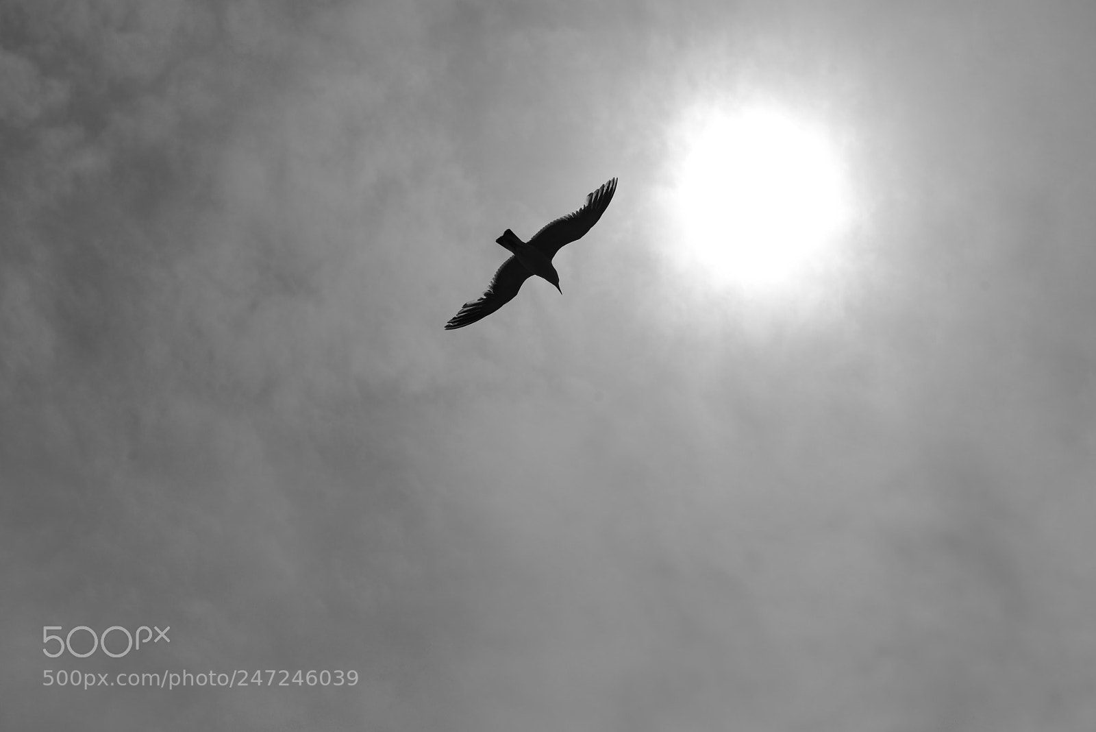 Nikon D800 sample photo. Chasing the sun photography