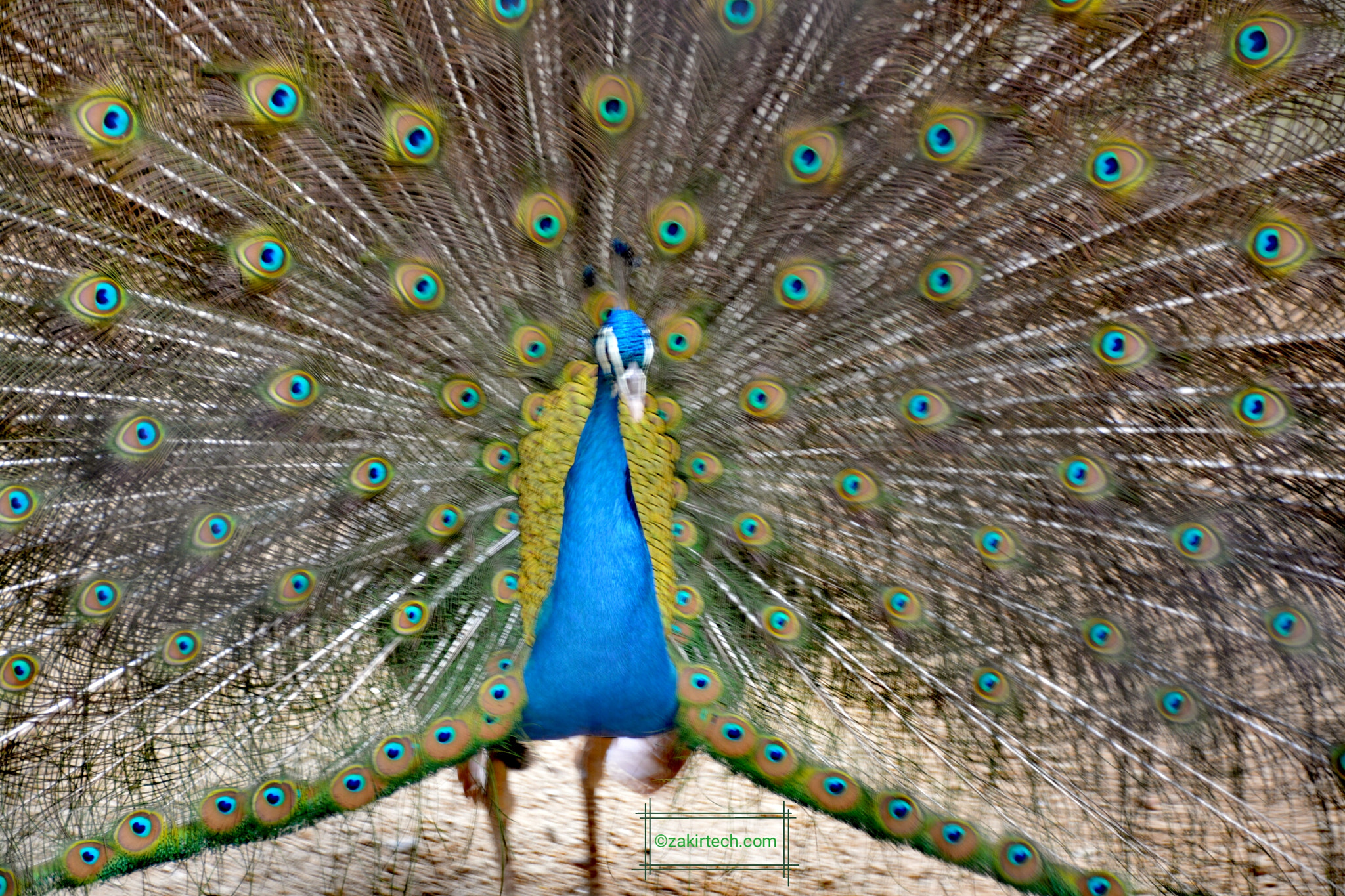 Nikon D5200 sample photo. Peacock photography