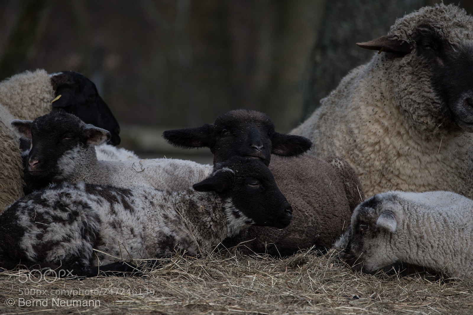 Nikon D7500 sample photo. Sheep relaxed photography