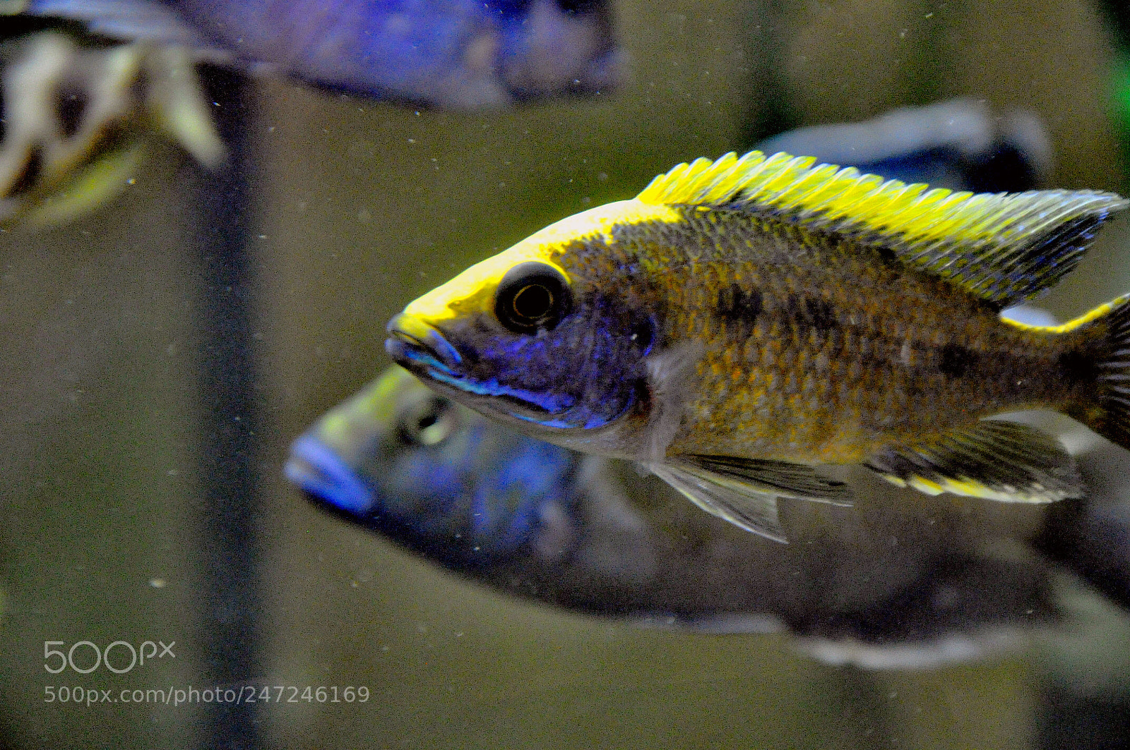 Nikon D90 sample photo. Fish photography