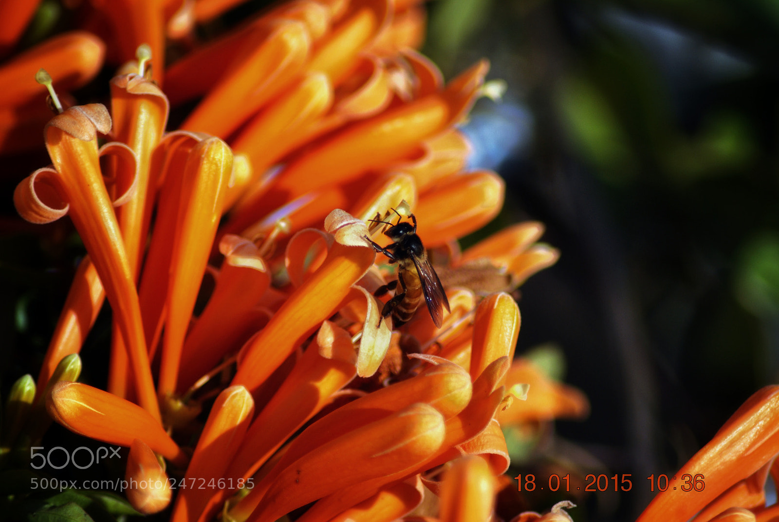 Nikon D3000 sample photo. Nectar of life photography
