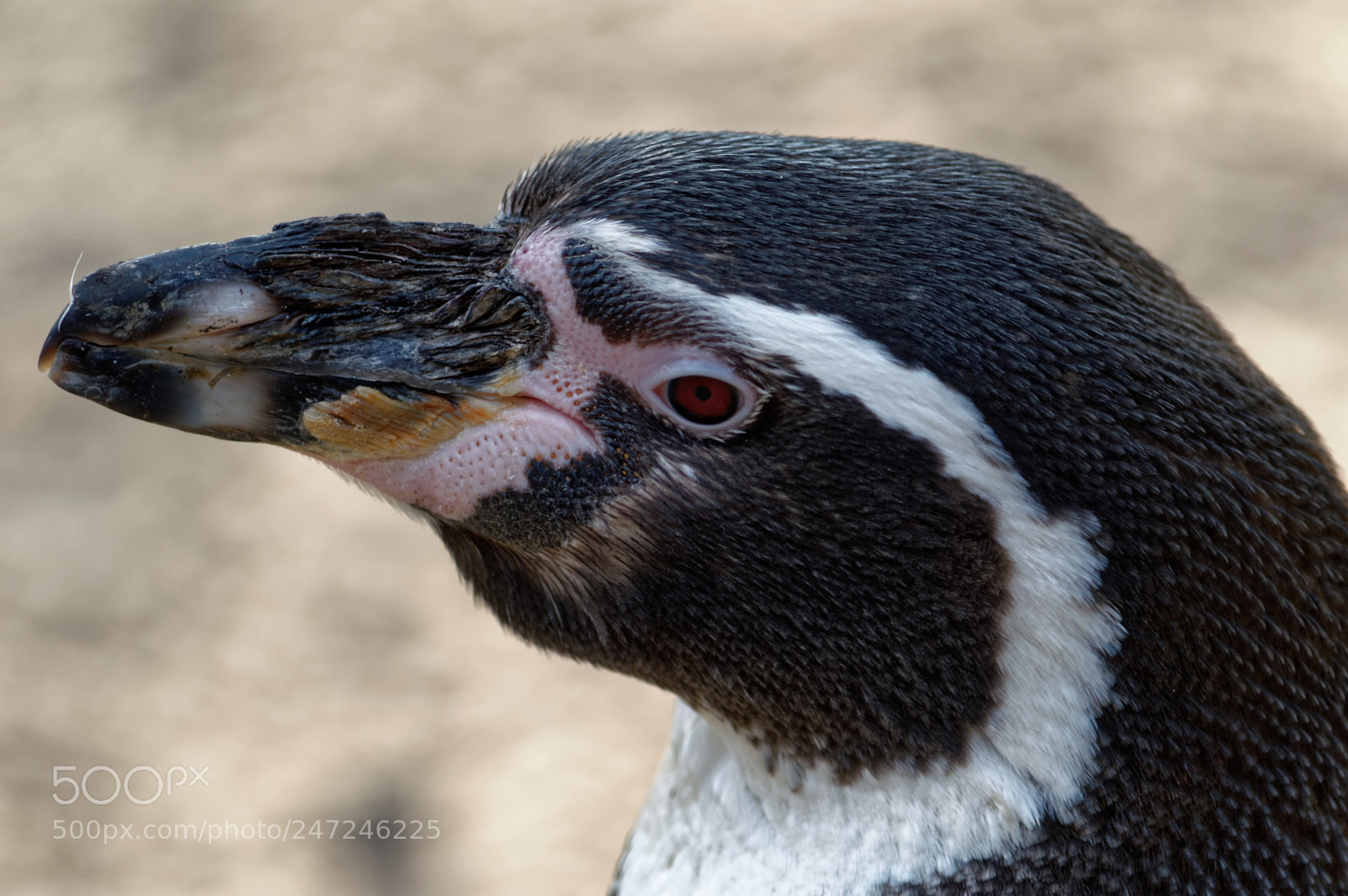 Nikon D3200 sample photo. Humboldt penguin photography