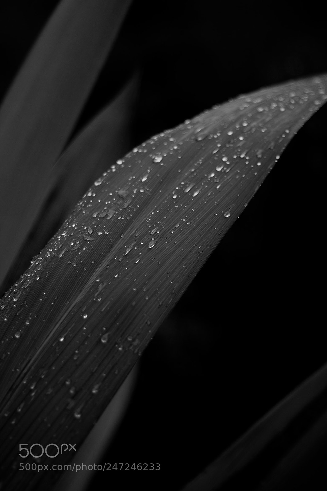 Canon EOS 550D (EOS Rebel T2i / EOS Kiss X4) sample photo. Lagrimas naturales - brest photography
