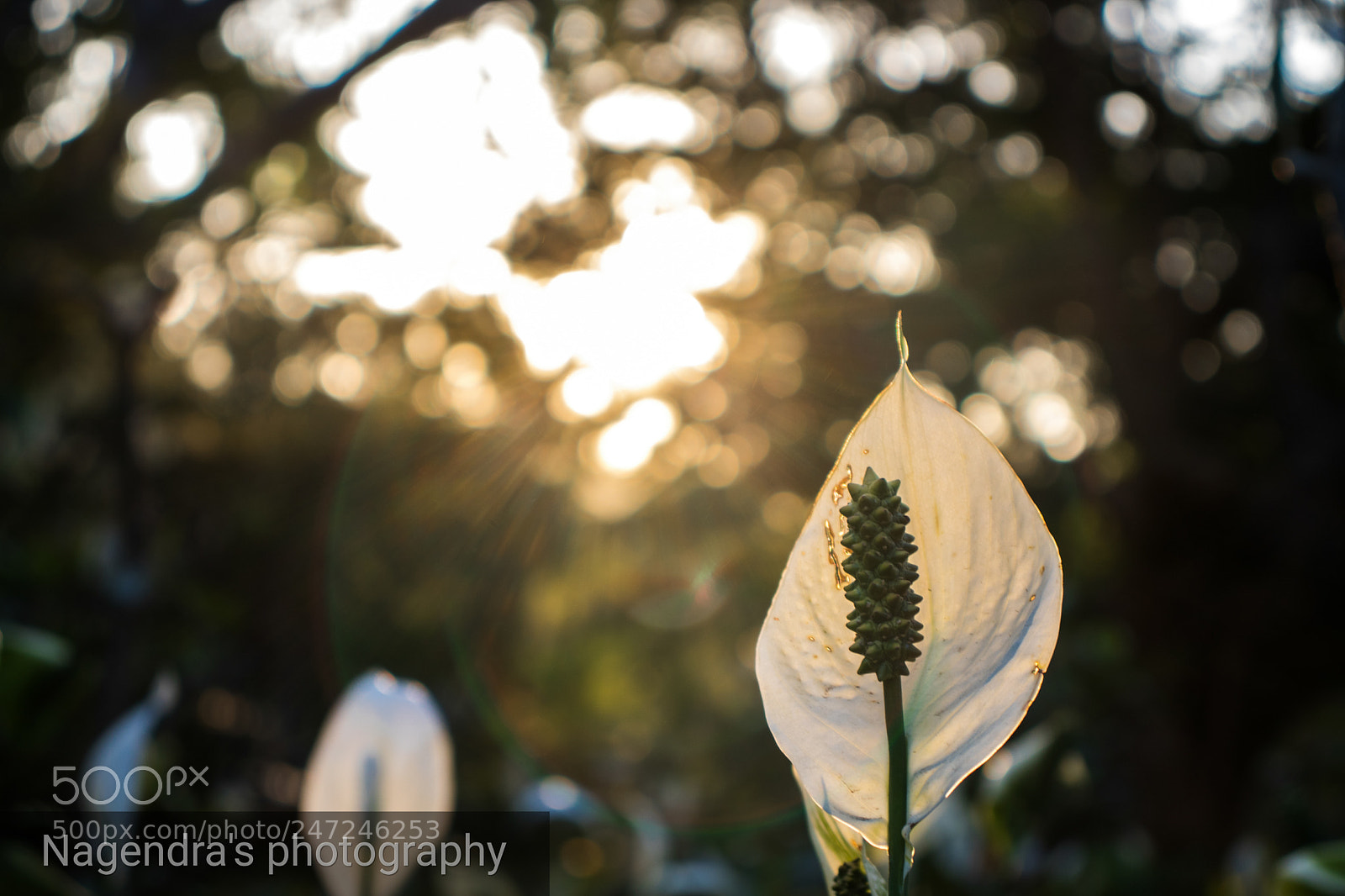 Canon EOS 800D (EOS Rebel T7i / EOS Kiss X9i) sample photo. Goldenhour photography