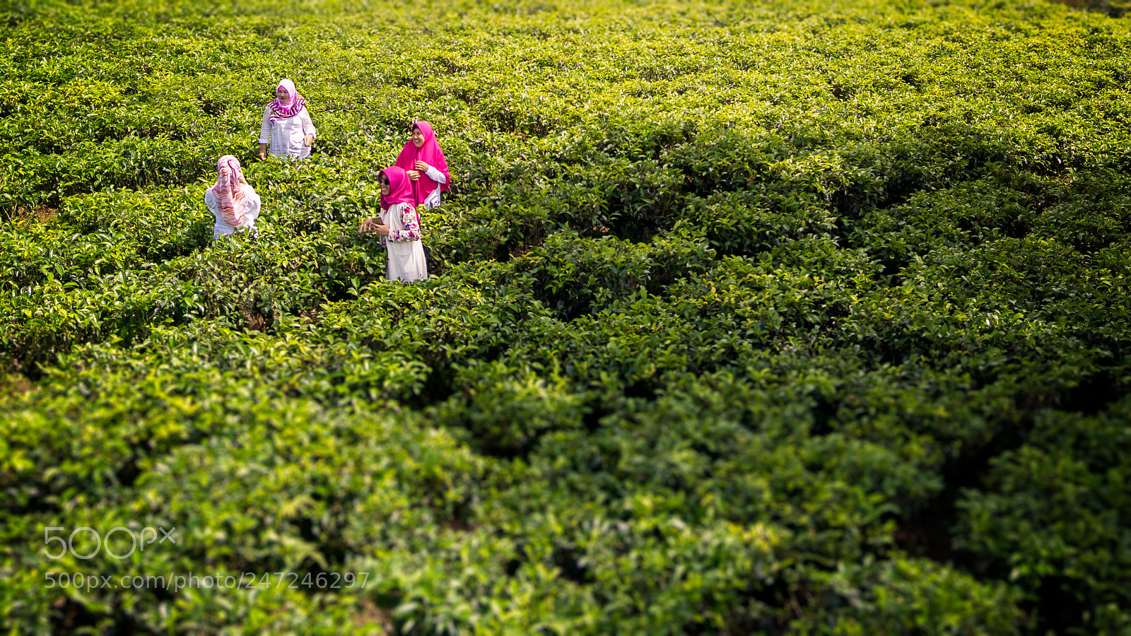Sony SLT-A77 sample photo. Ladies of the tea photography