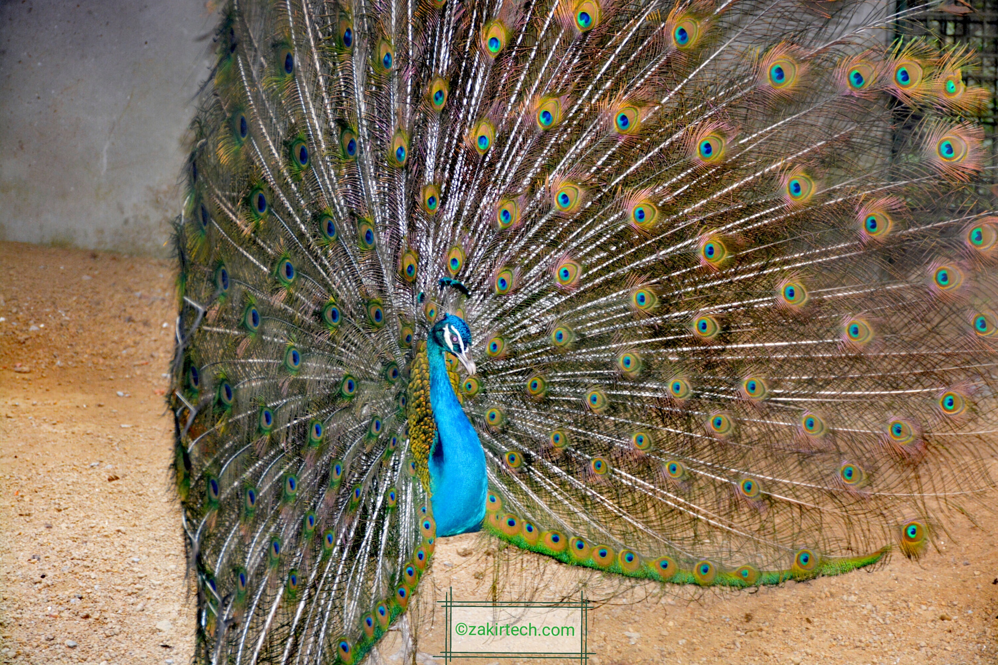 Nikon D5200 sample photo. Peacock photography