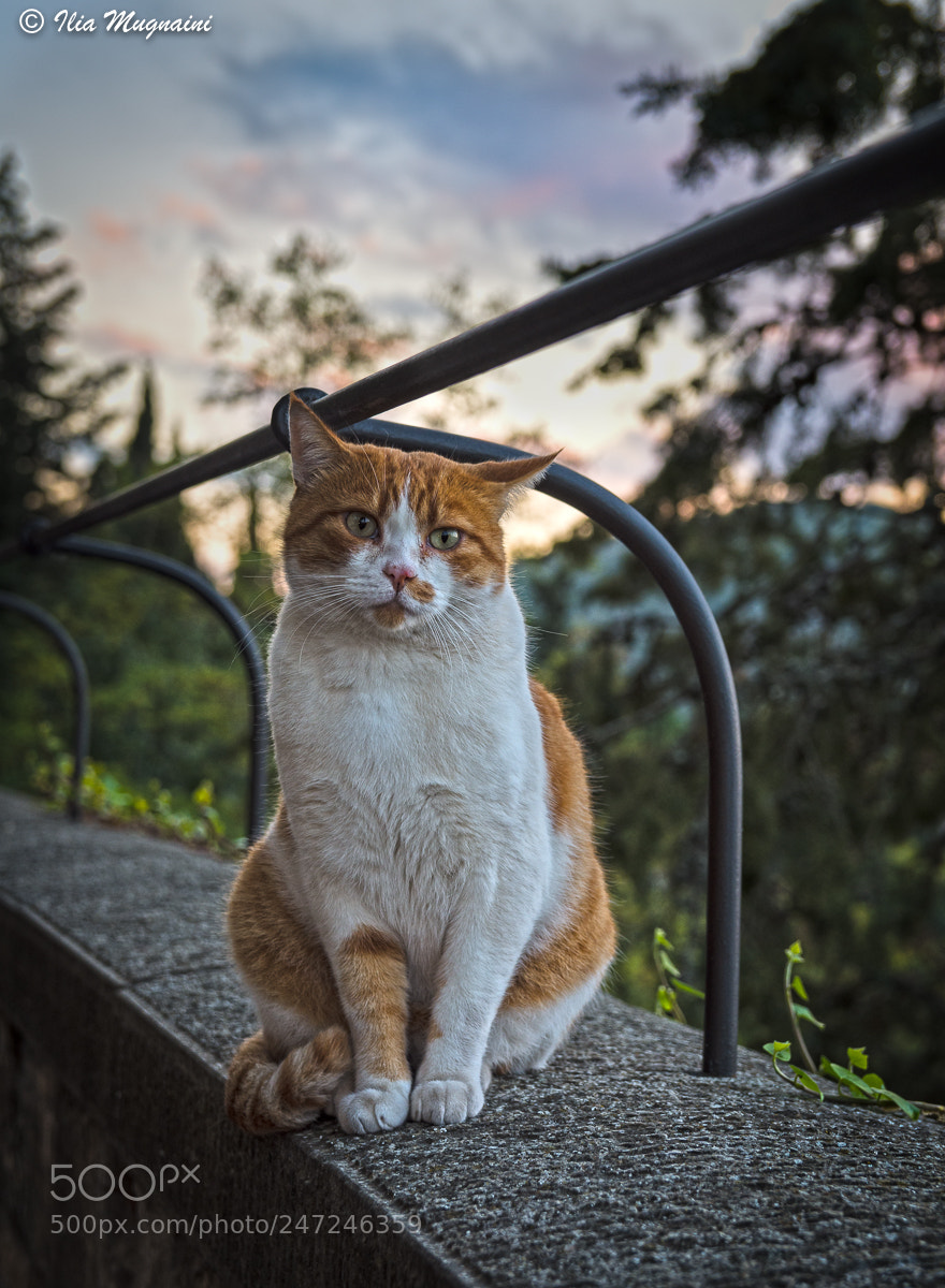 Nikon D7200 sample photo. A special model photography