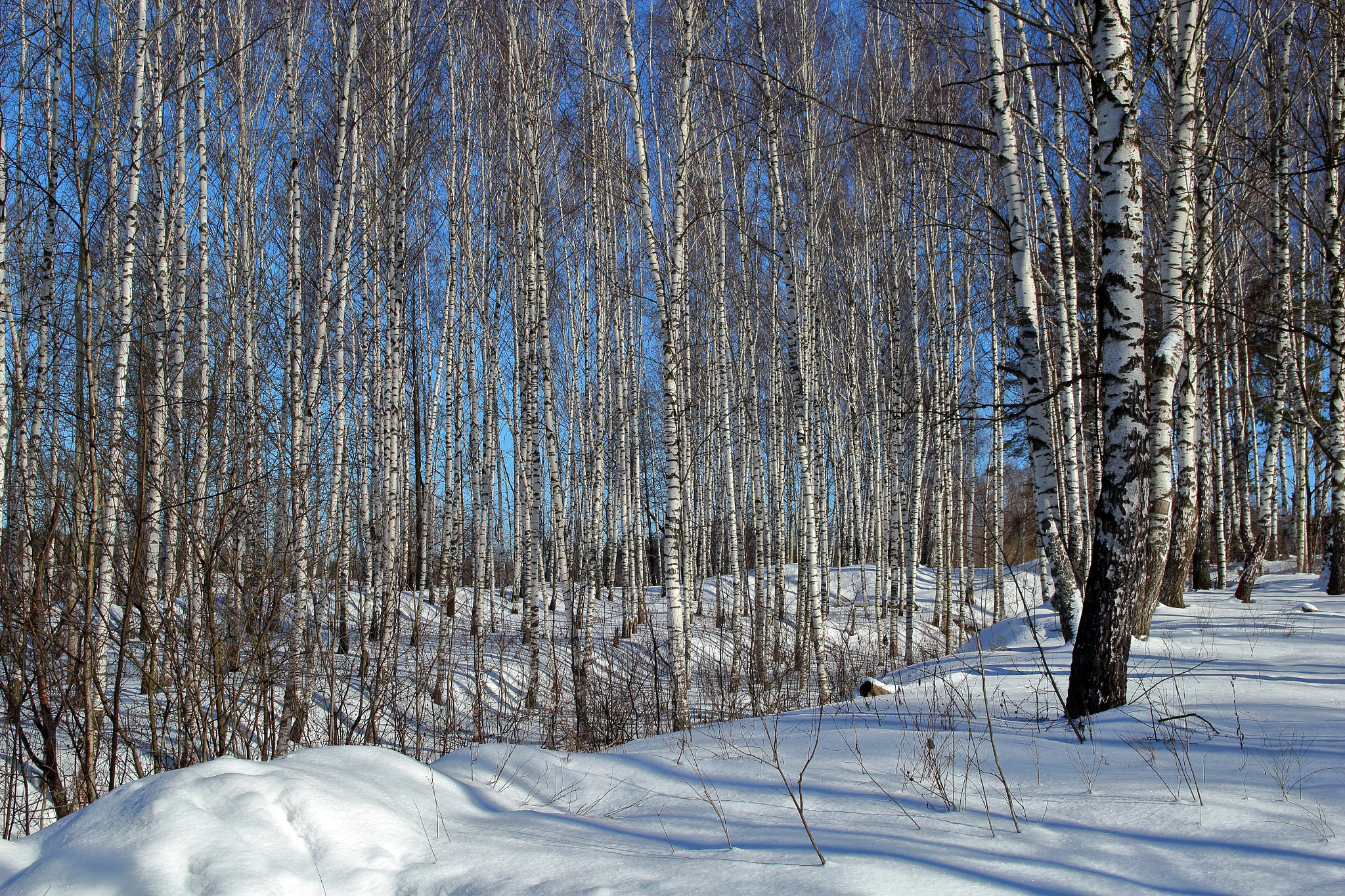 Canon EOS 600D (Rebel EOS T3i / EOS Kiss X5) + Canon EF-S 17-55mm F2.8 IS USM sample photo. Winter forest photography