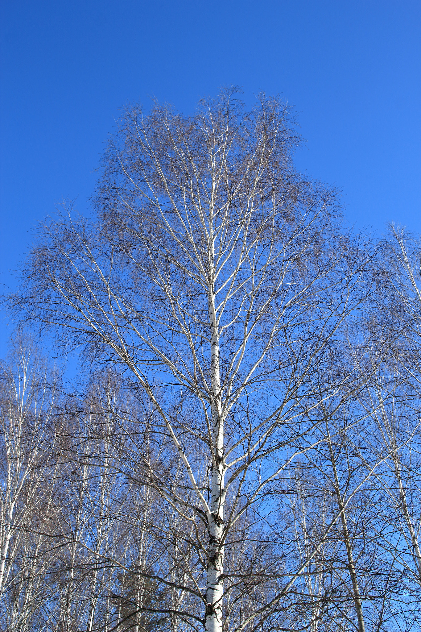 Canon EF-S 17-55mm F2.8 IS USM sample photo. Snow birch photography