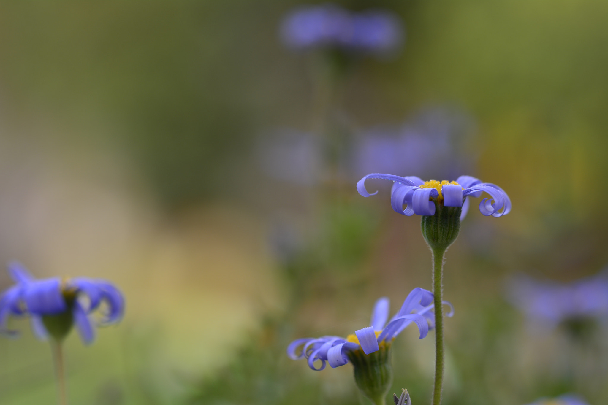 Nikon D7100 sample photo. Flower photography
