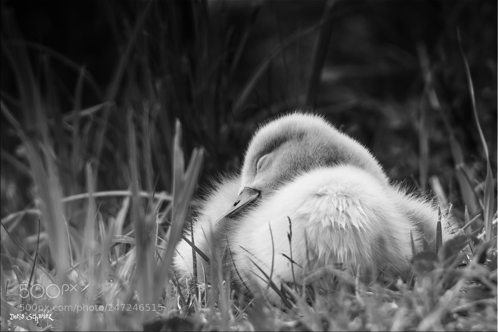 Nikon D7100 sample photo. Littl swan photography