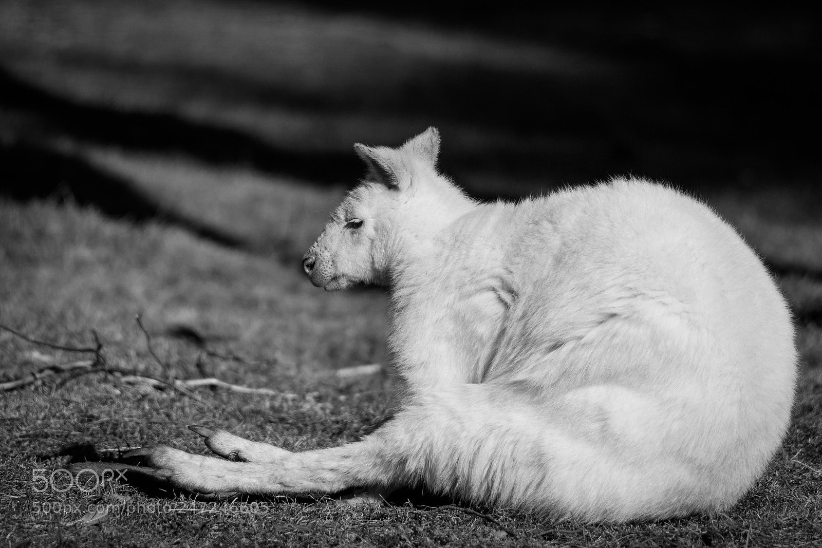Canon EOS 6D Mark II sample photo. White kangaroo photography