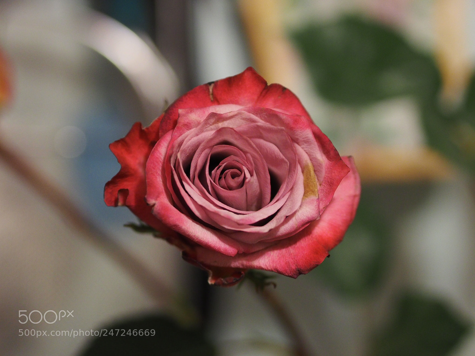 Olympus OM-D E-M1 sample photo. Old rose photography