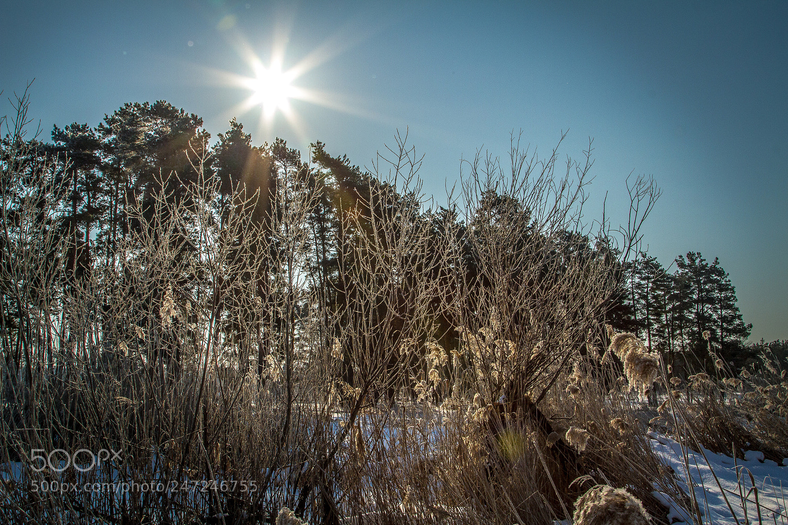 Canon EOS 7D sample photo. Frost morning photography