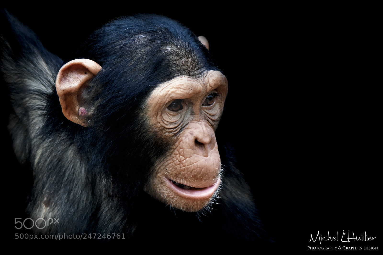 Nikon D810 sample photo. Young chimp photography