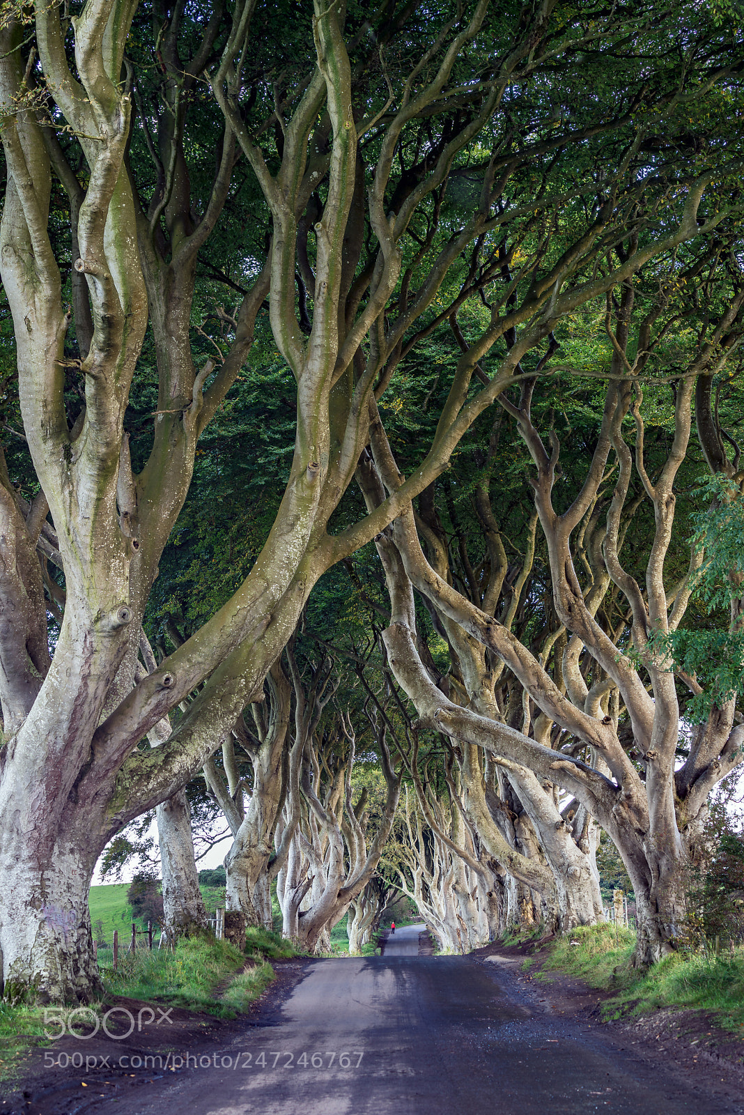 Sony a7R sample photo. Old trees at the photography