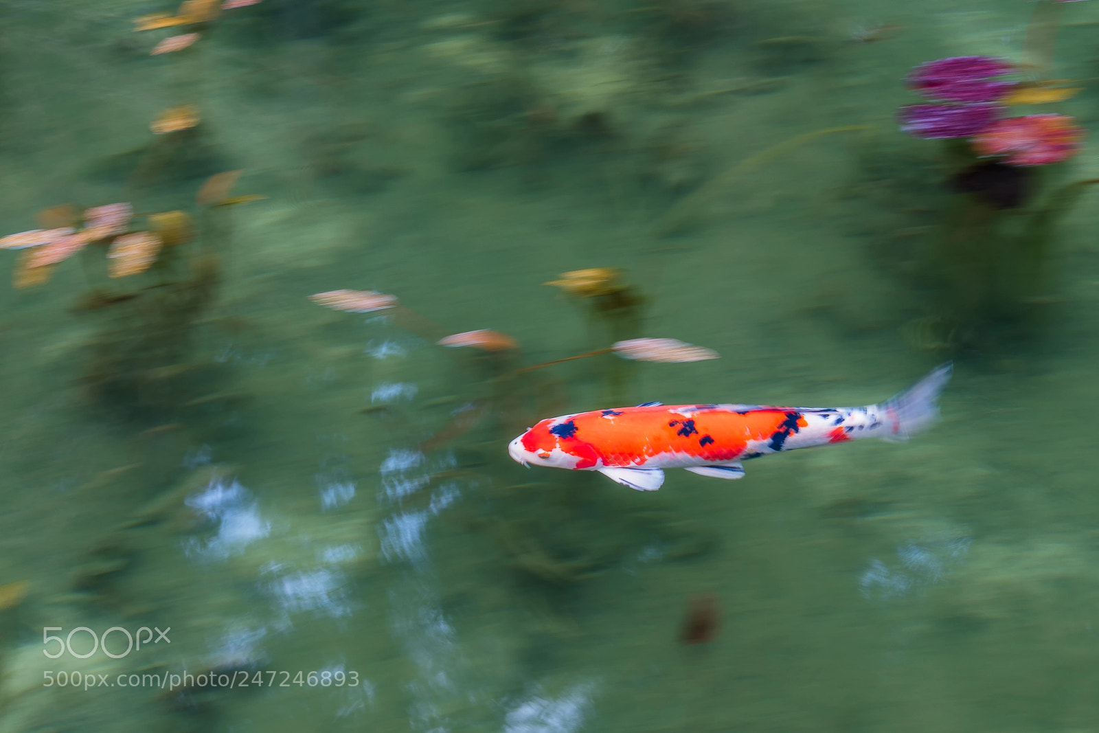 Sony a7R III sample photo. Nishiki koi photography