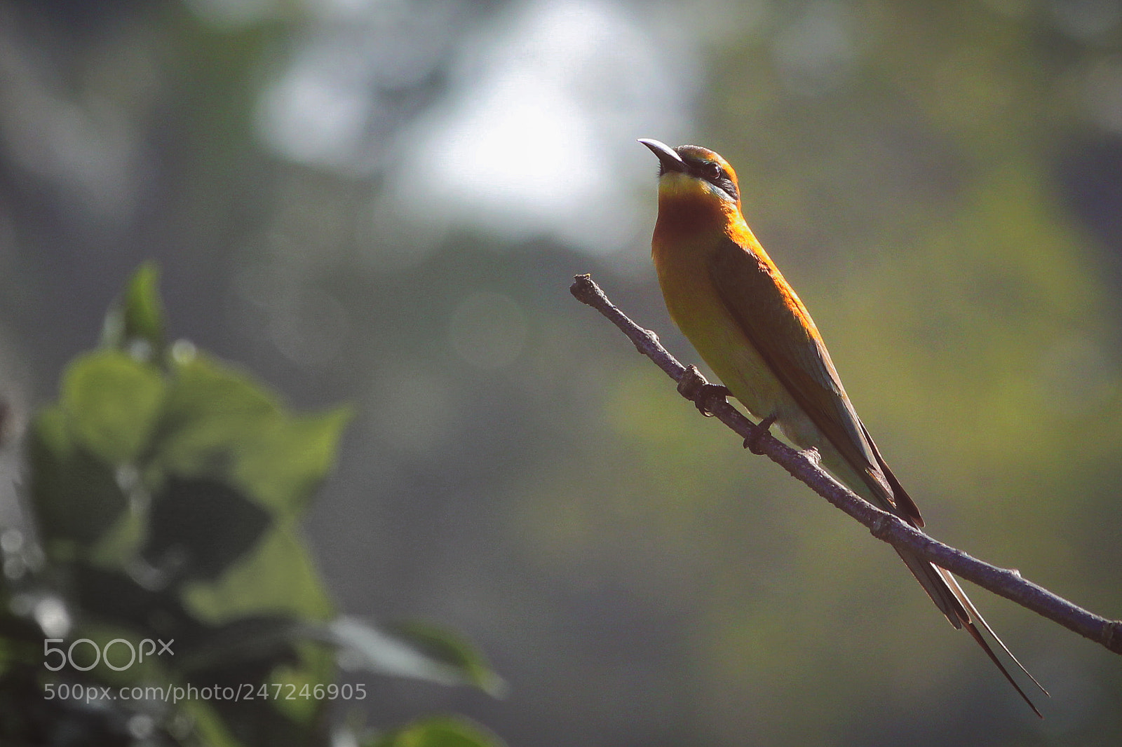 Canon EOS 550D (EOS Rebel T2i / EOS Kiss X4) sample photo. The early bird catches photography