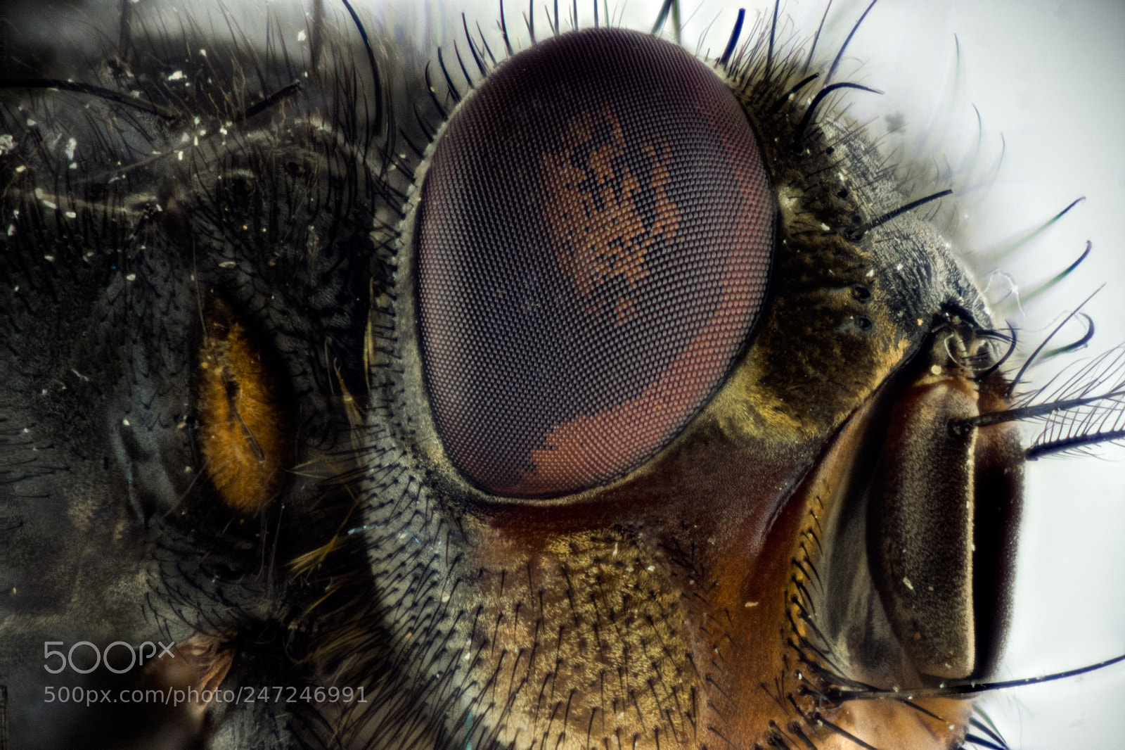 Sony Alpha NEX-7 sample photo. Fly (eye) photography